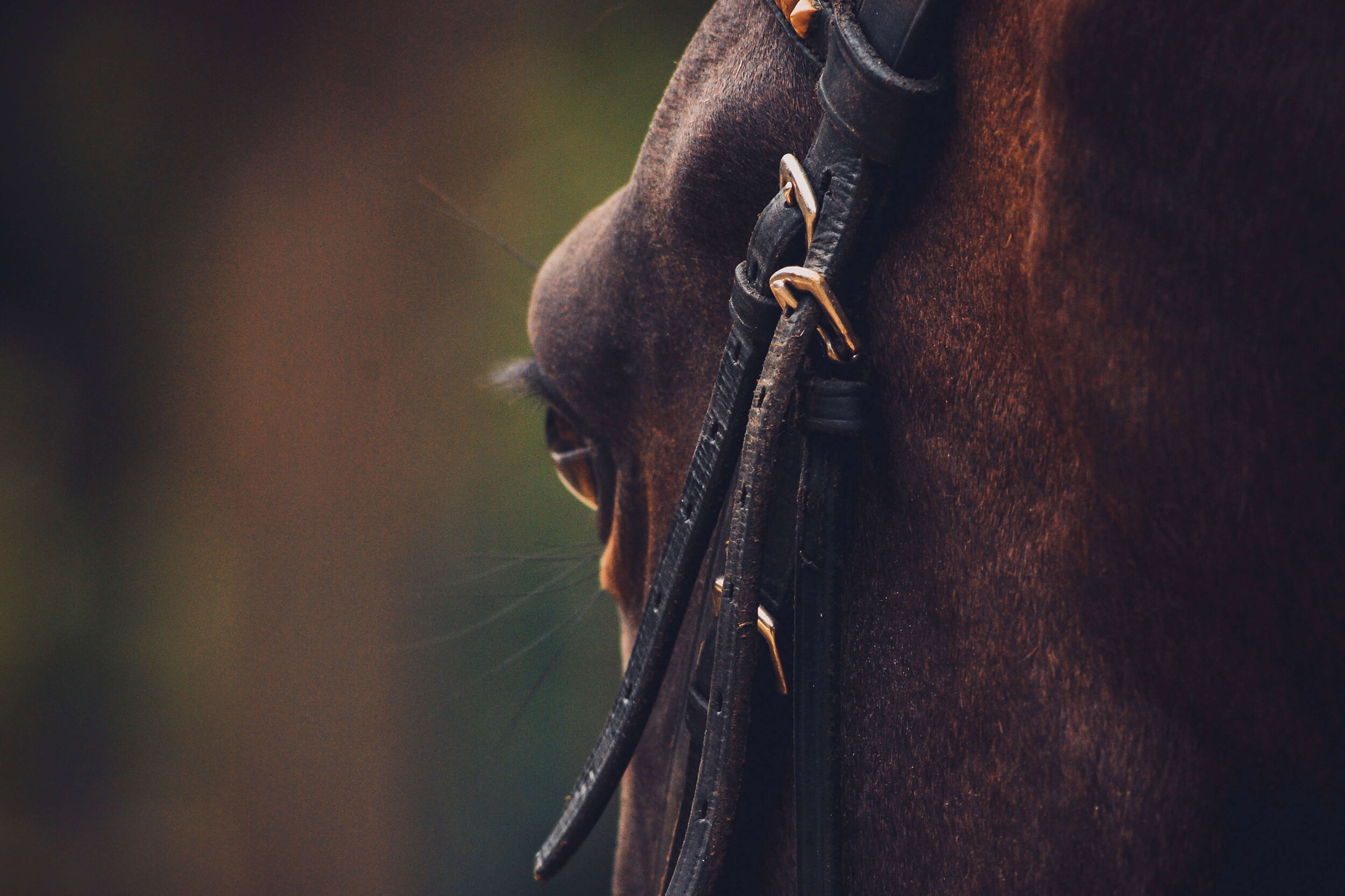 horse 5 (1).jpg