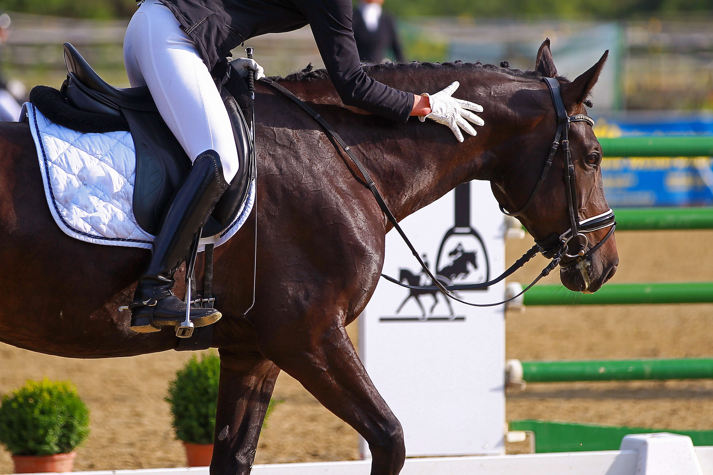 horse 2 (1).jpg