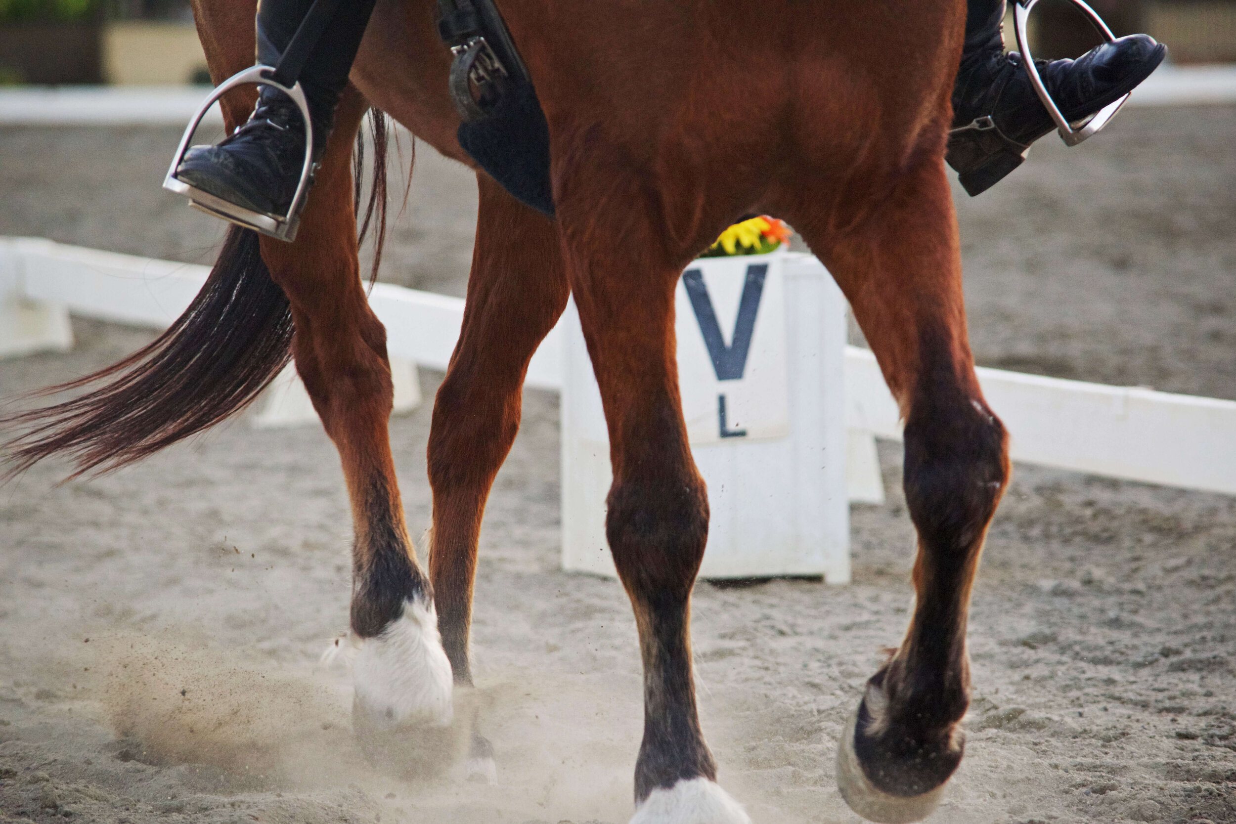 horse 6 (1).jpg