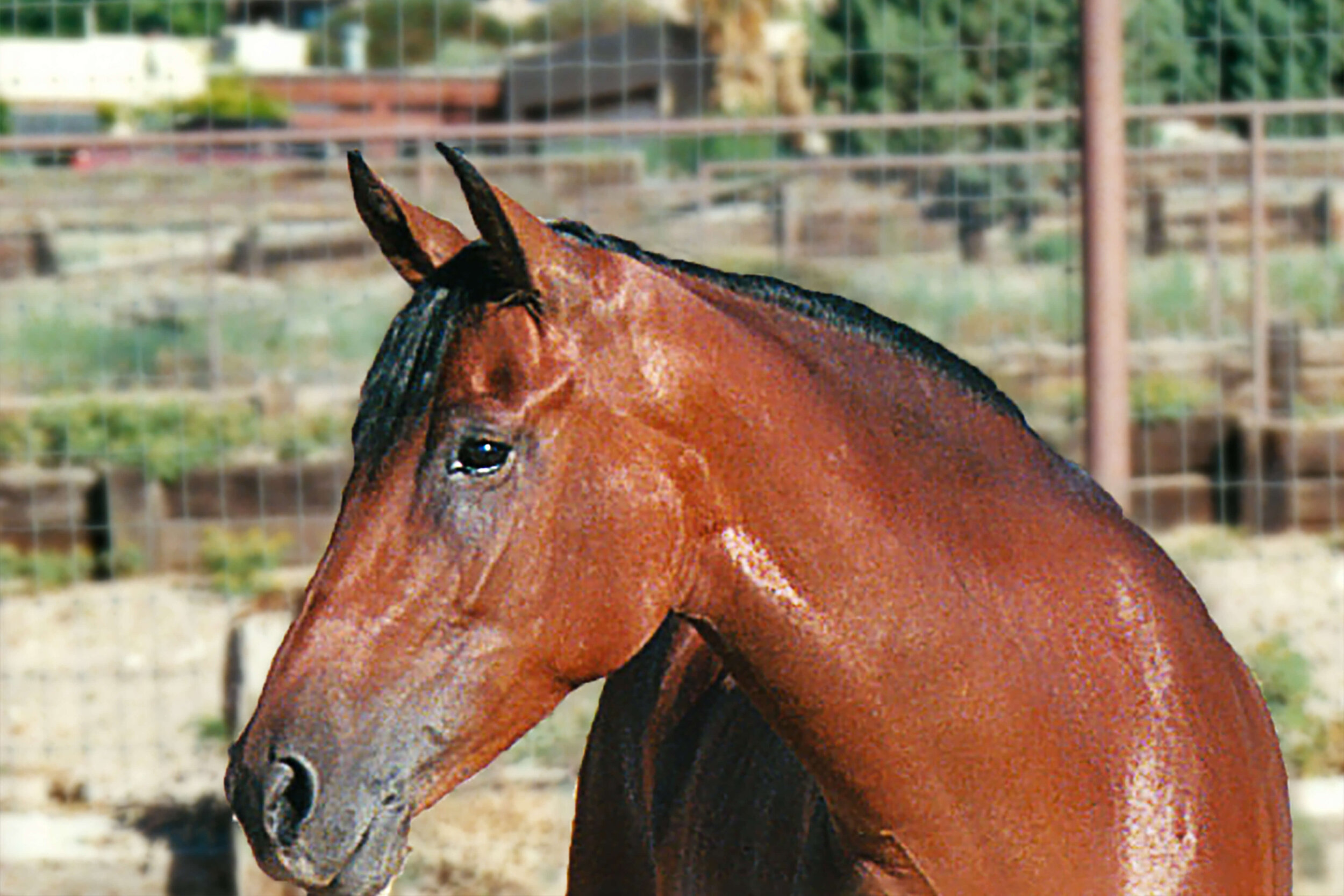 michele horse 3 (1).jpg
