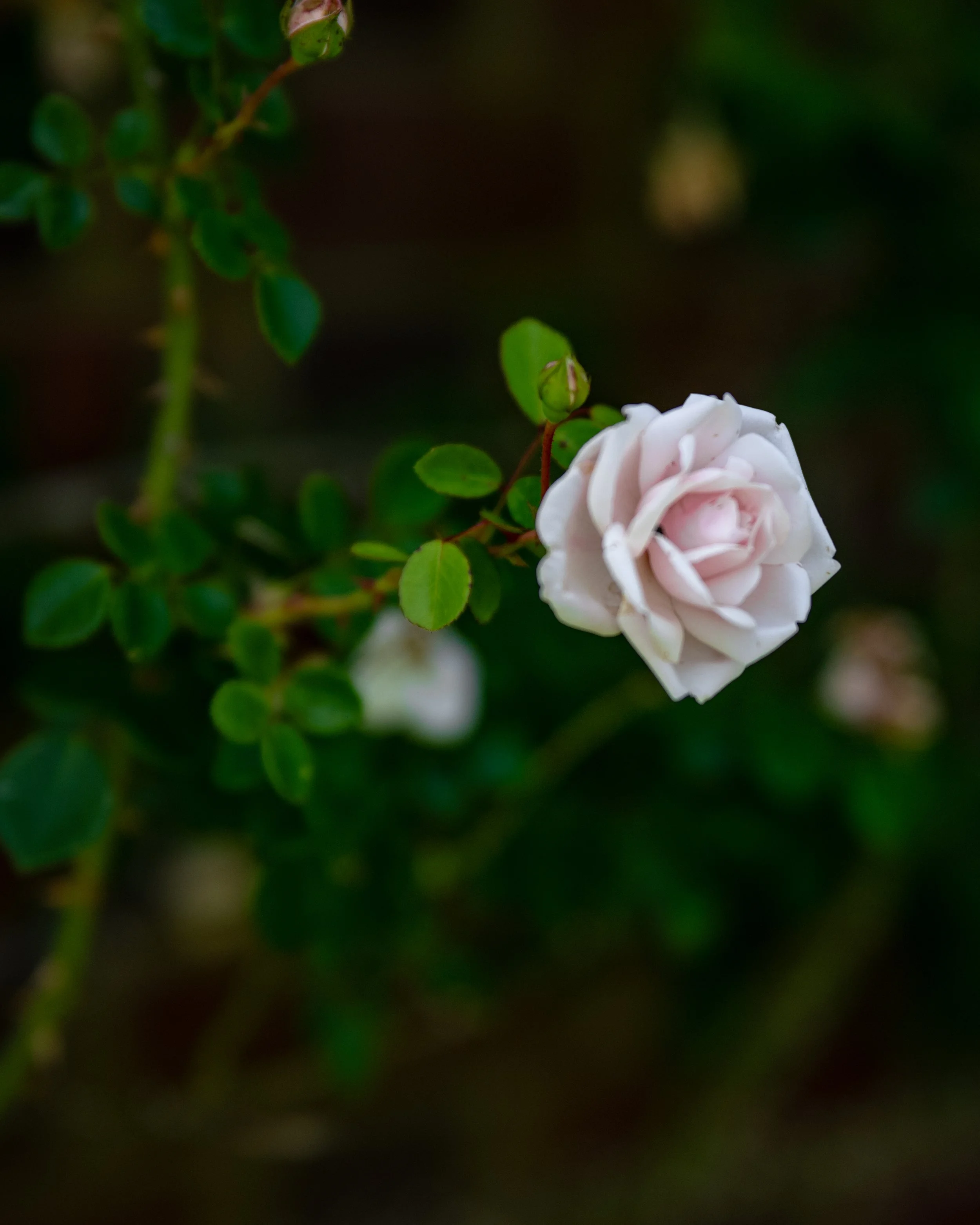 DSC_2059.jpg