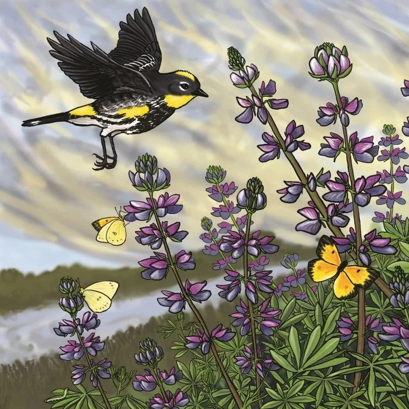 Illustration of lupine flowers with warbler and butterflies.