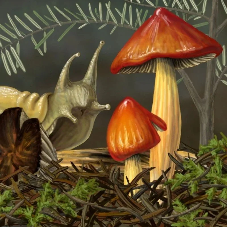 Illustration of banana slug wtih witch's cap mushrooms.