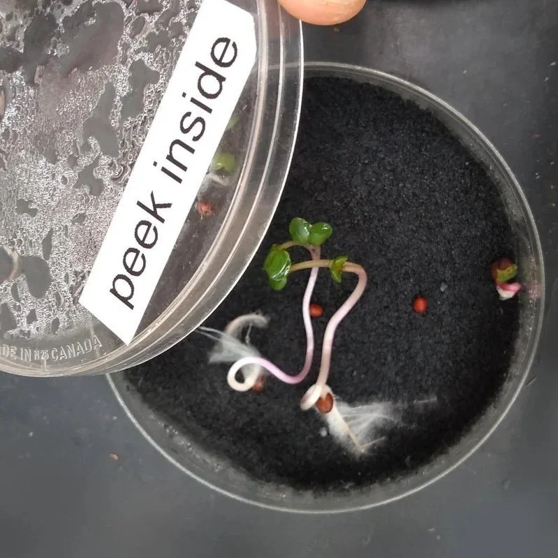 Exhibit showing stages of root germination.