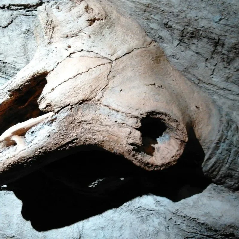 Exhibit showing fossil skull in permafrost.