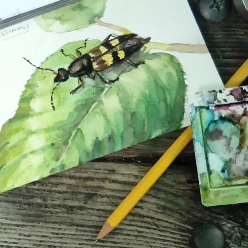 Sketch of beetle next to watercolor kit and pencil.