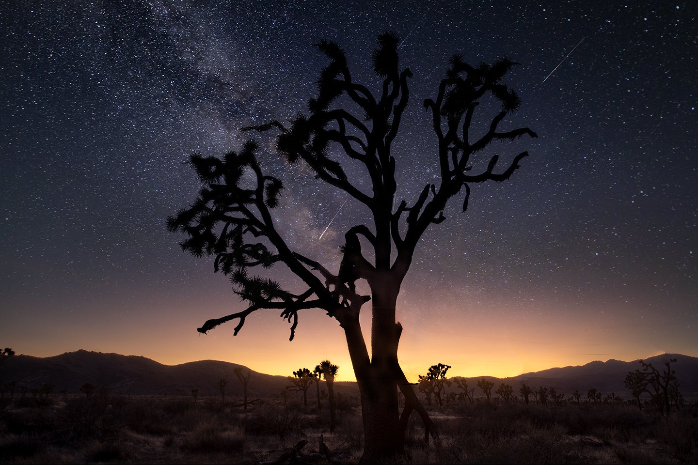 TheMilkyWayOverAJoshuaTree,CA.jpg