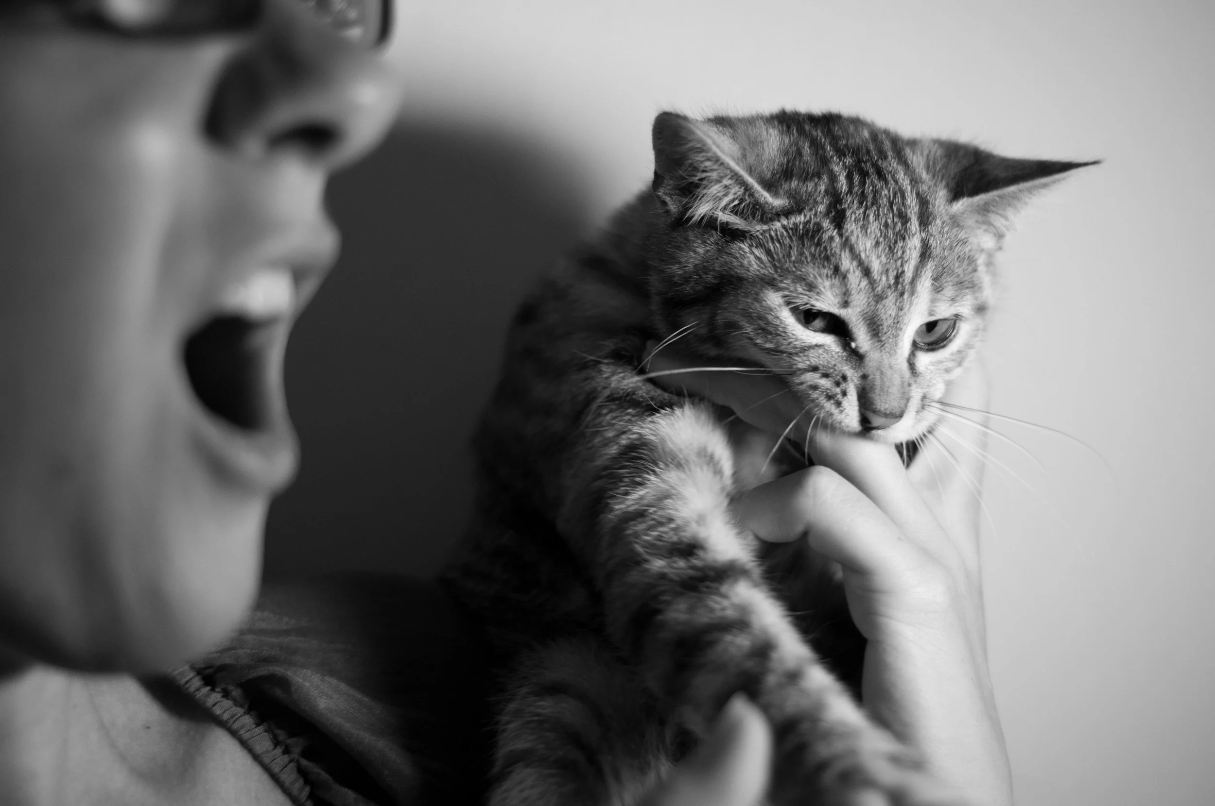 Recognizing Pain in Pets: Subtle Signs You May Be Missing