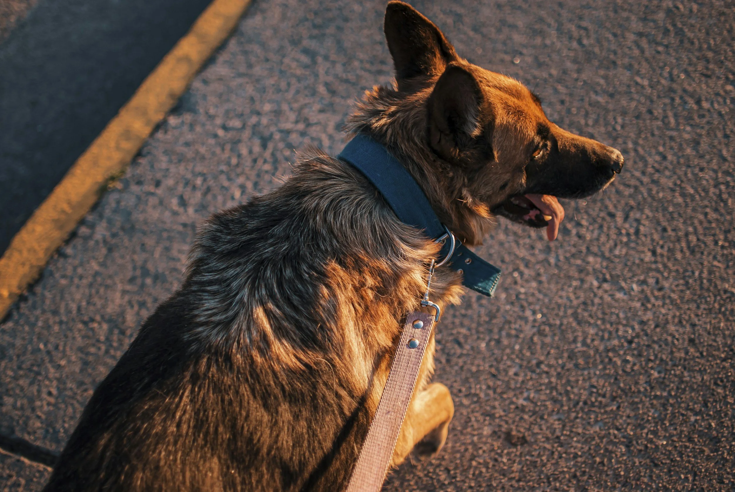 Pet Orthopedic Surgery: Helping Pets Get Back on Their Feet