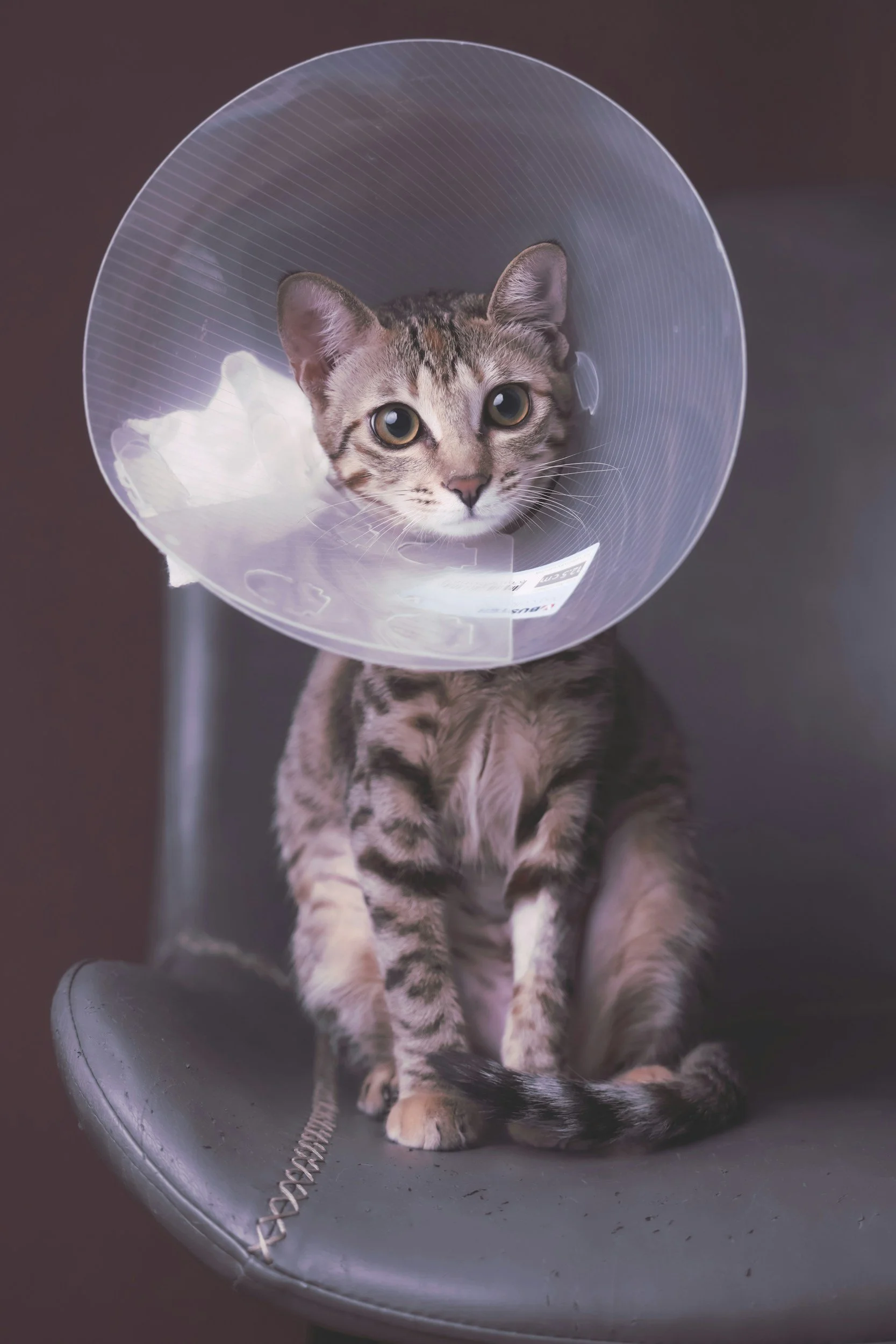 Understanding Soft Tissue Surgery for Cats and Dogs