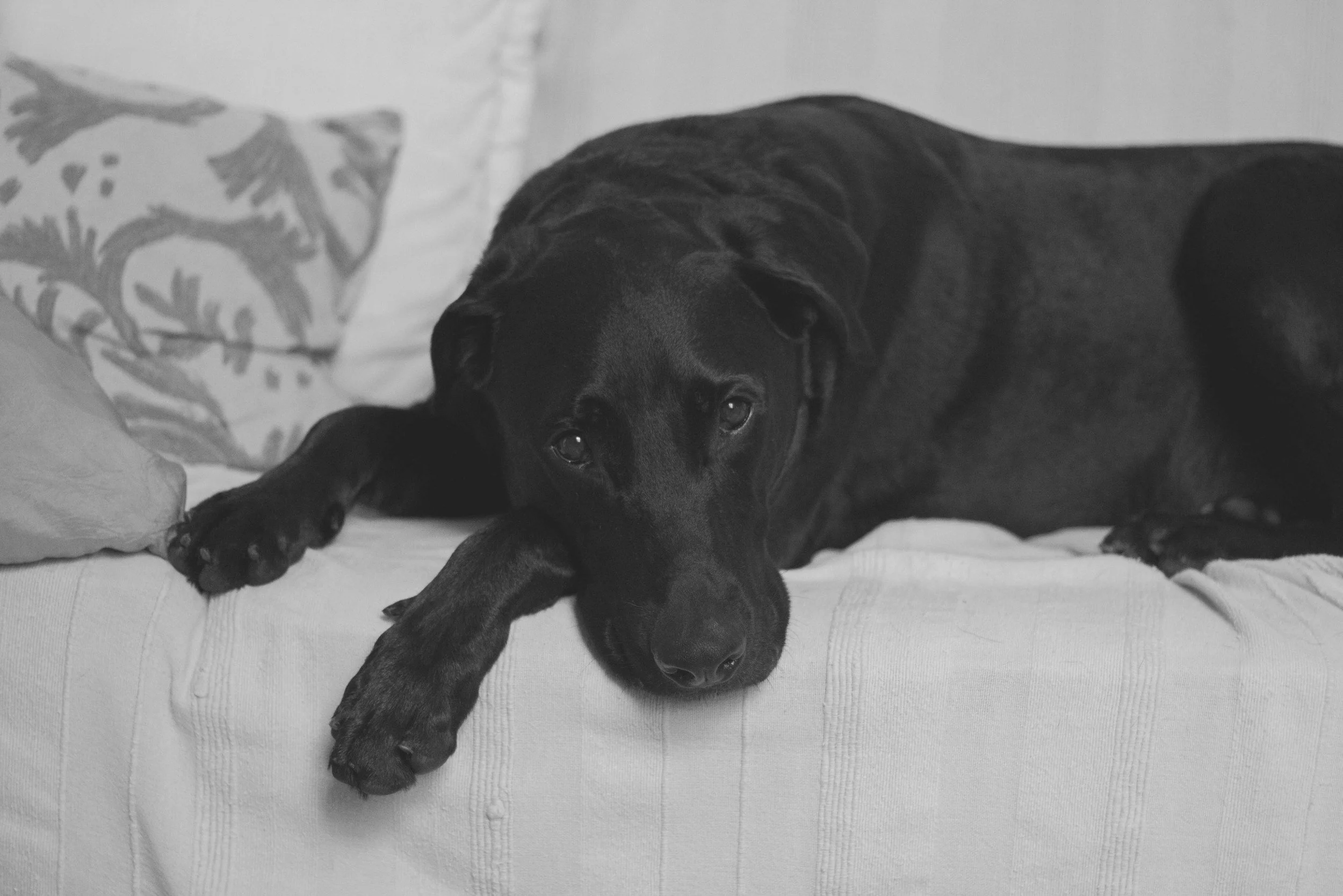 Cancer Surgery in Pets: What You Need to Know