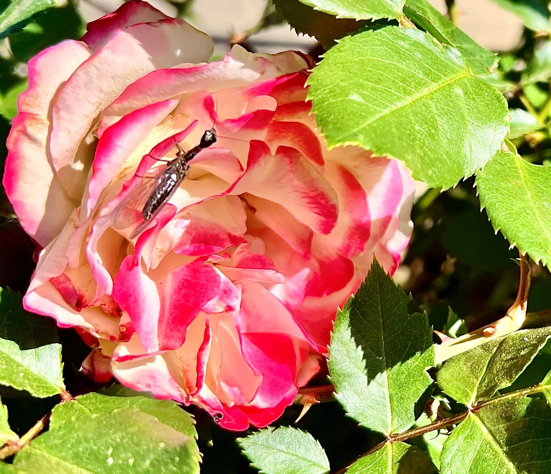 Antlions: Good Garden Guys in Disguise
