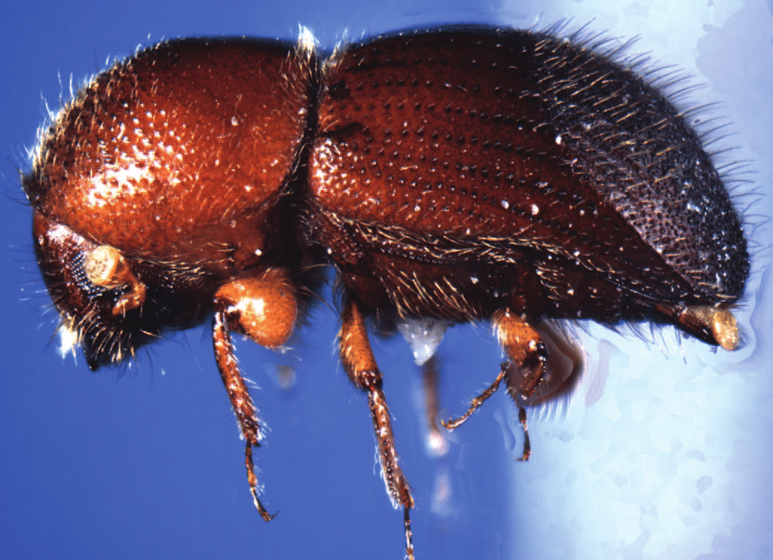 Ambrosia Beetles Like To Fungal Garden - And Then Kill Your Tree