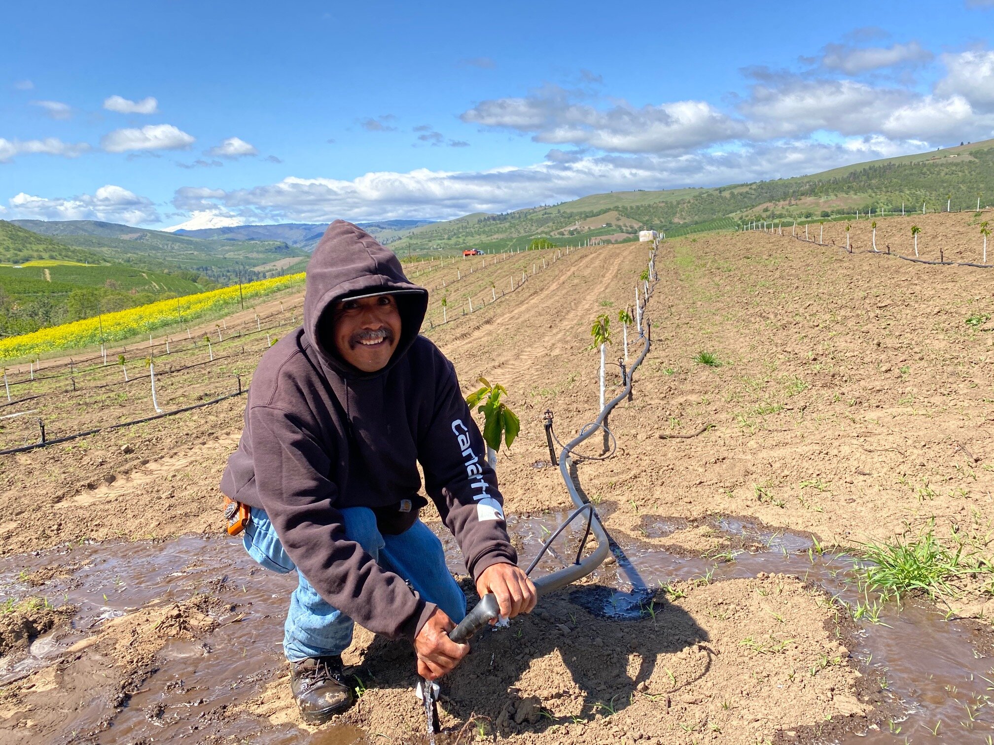 Cherries looking heavy; health, economy, education weigh on harvest