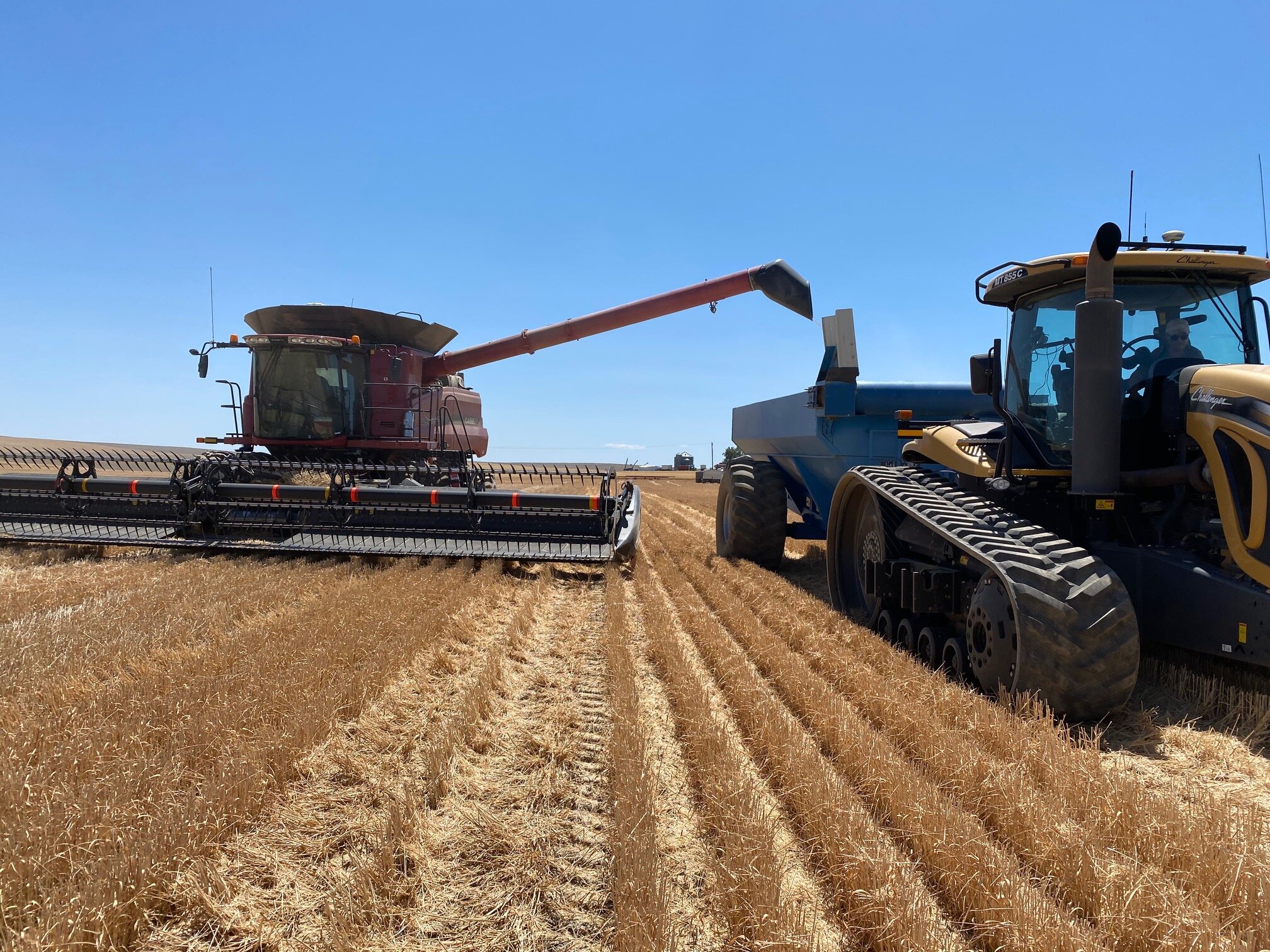 Rain brings yields, quality but not price 
