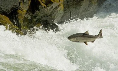 $2M EPA Grant to Boost Colombia River Basin Ecology