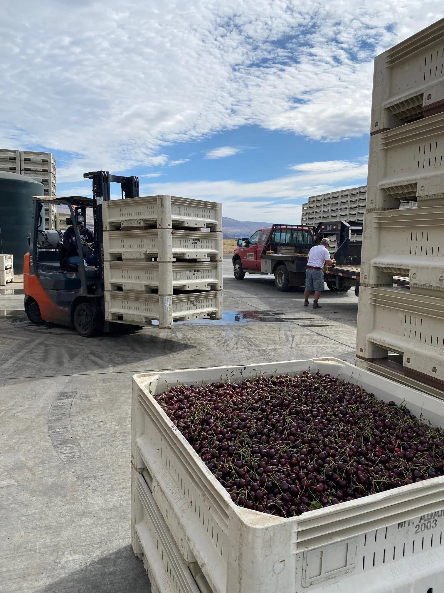 Cherries Are So Cool