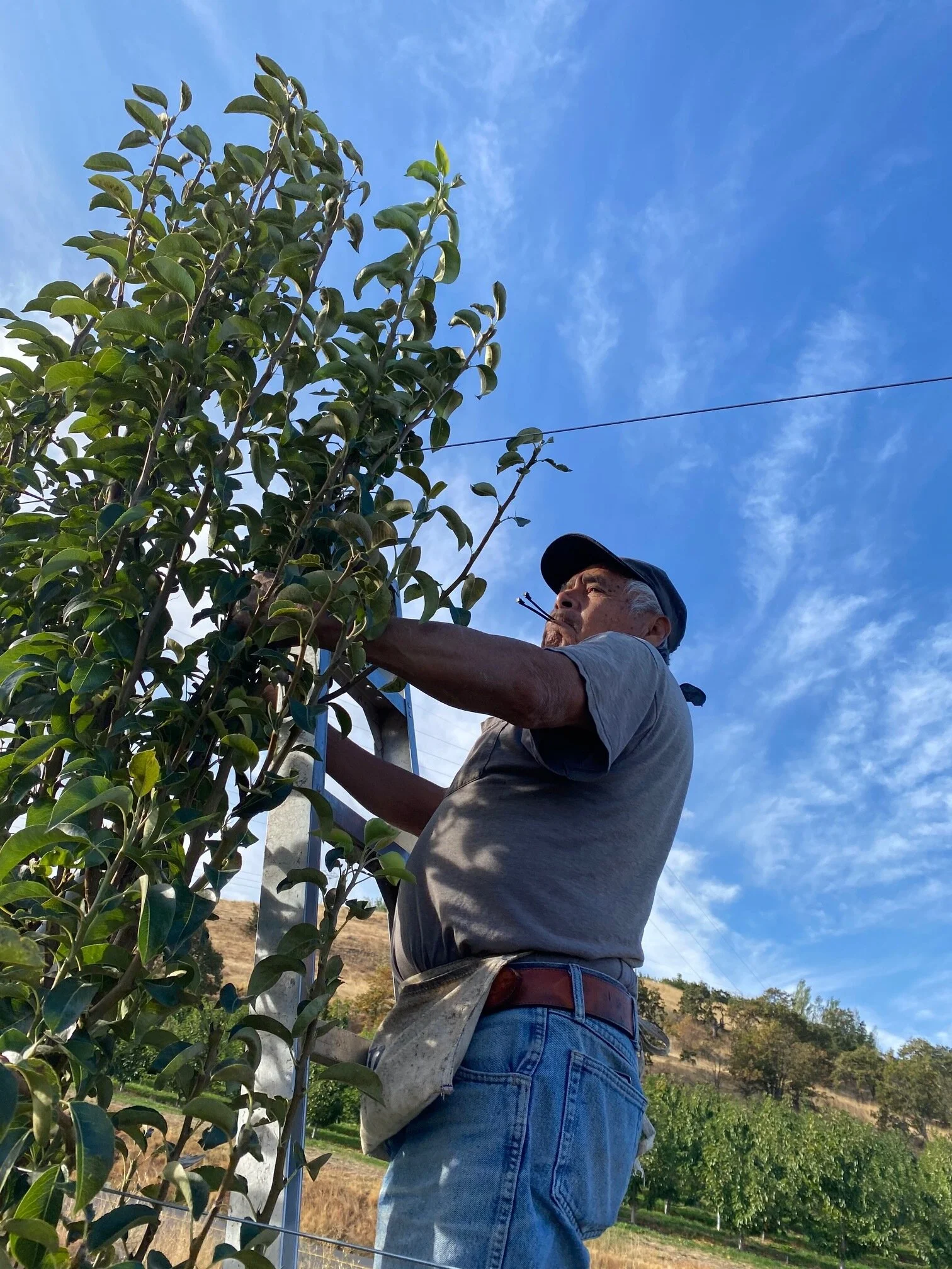 Armando's Tree Training