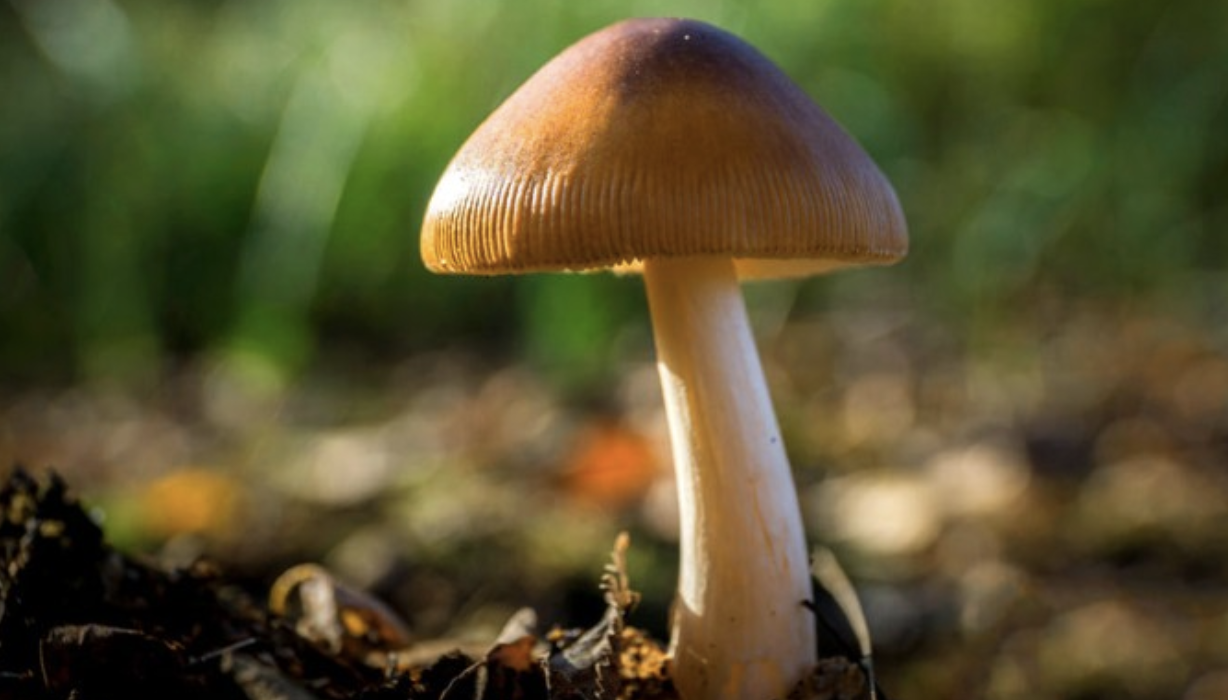 "Magic Mushrooms" on Oregon's 2020 Ballot