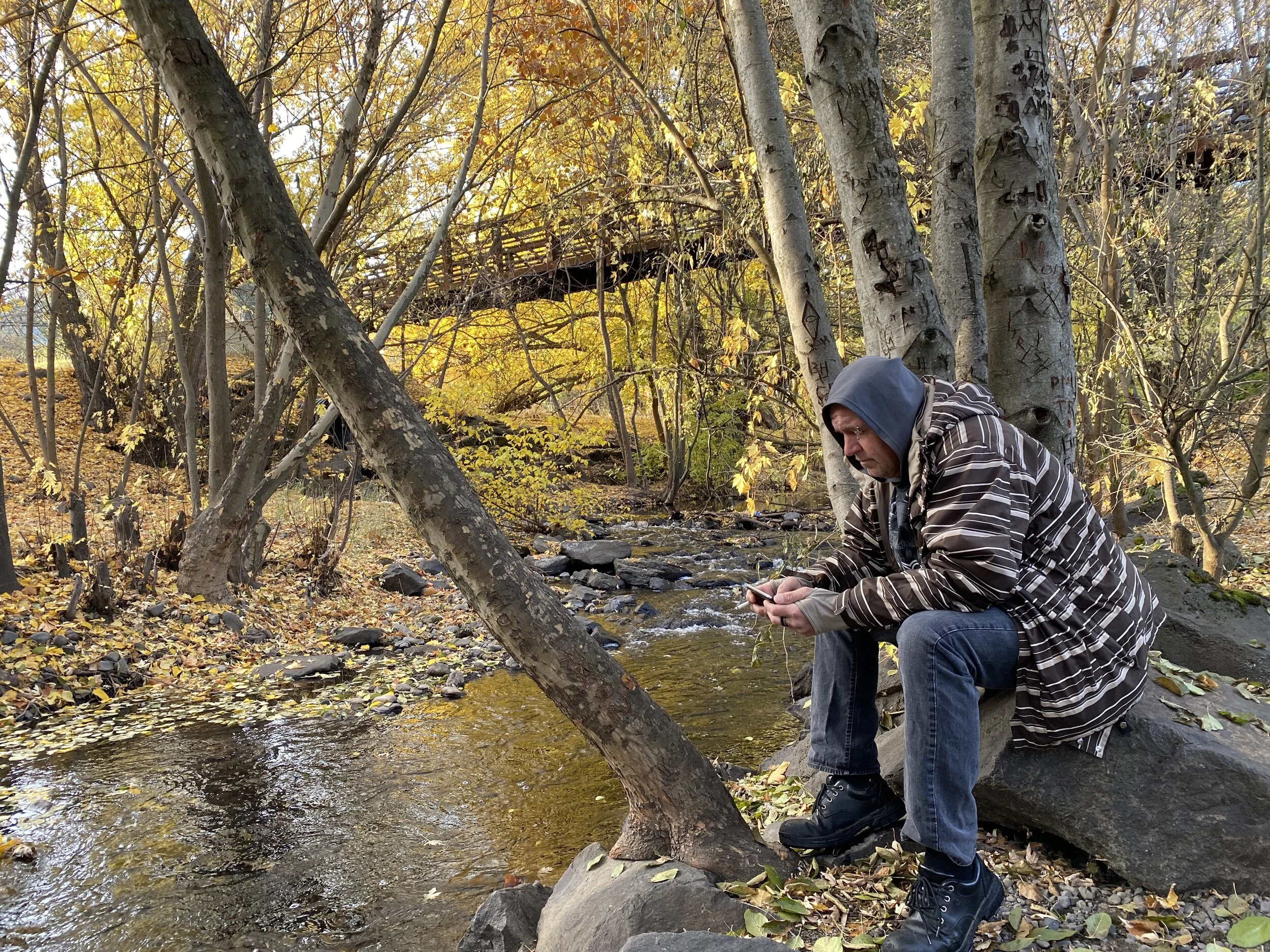 Maples surrender under Mill Creek Pedestrian Bridge