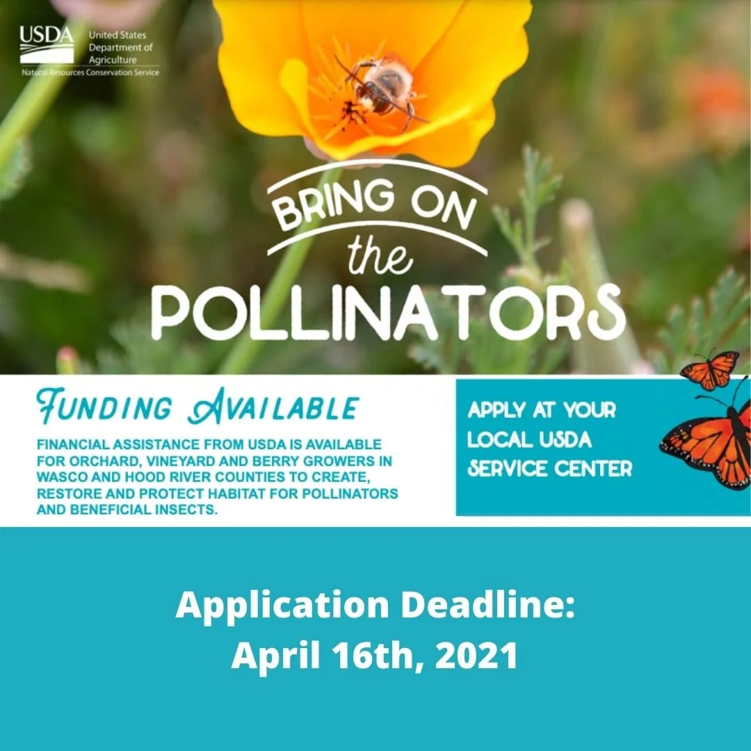 Bring on the Pollinators!