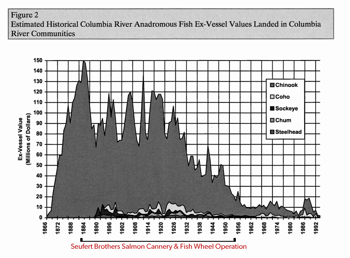 Pictured: A graph depicting declining fish counts from 1866 to 1992 and during the years in which the Seufert Brothers Salmon Cannery & Fish Wheel Operated. Activists pointed to this graph saying it was “Yet another example of an unsustainable business that destroyed a fish run that had survived sustainable fishing by indigenous people for thousands of years, and still failed.”
