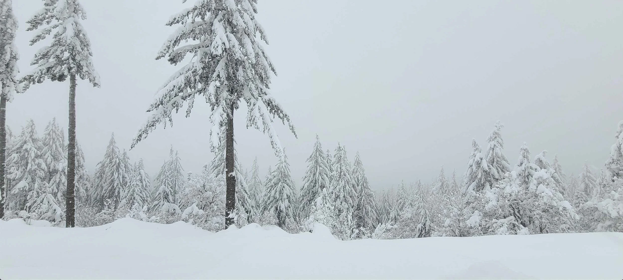 January 3rd, Tunnel Road, White Salmon, WA