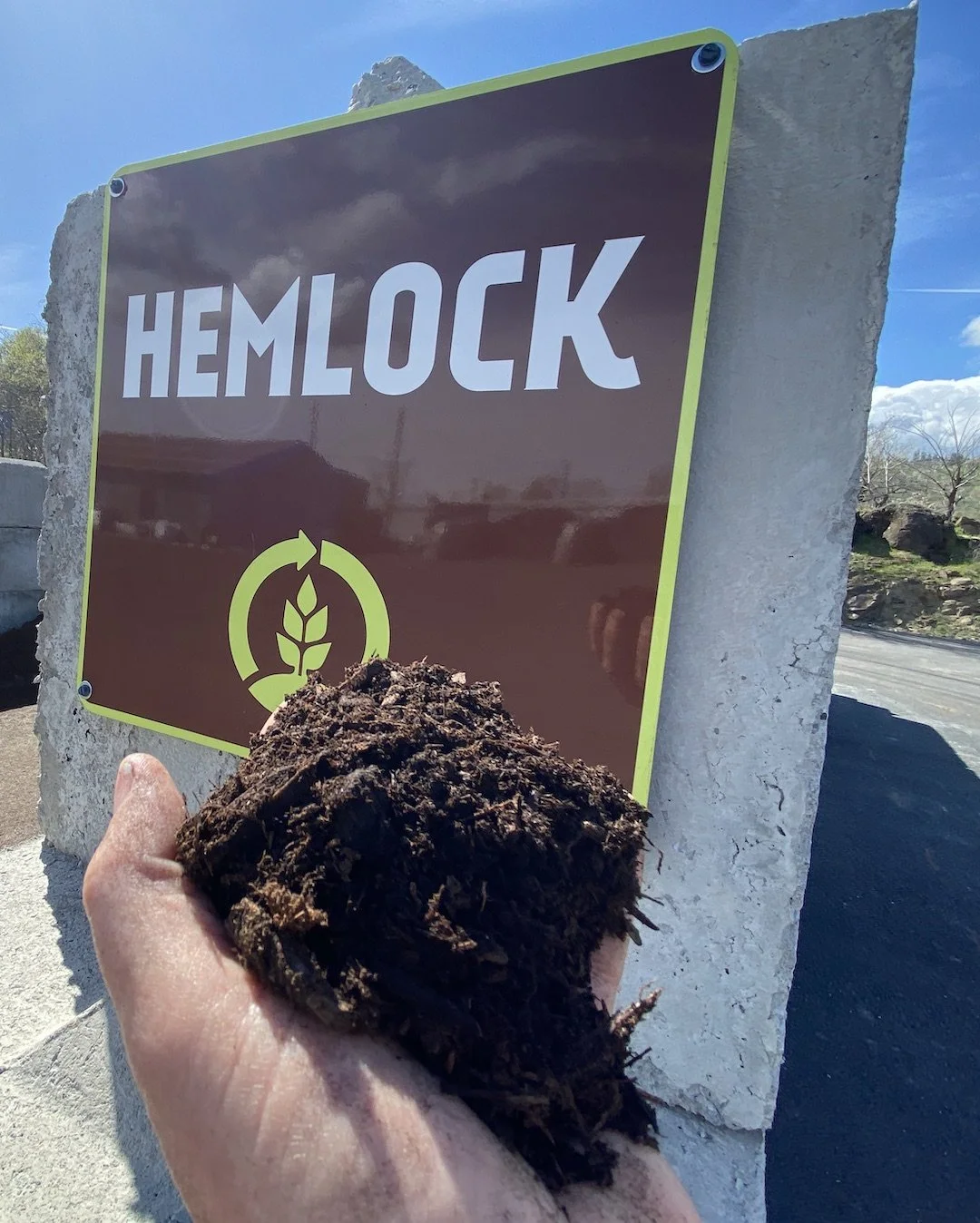 Hemlock .JPG