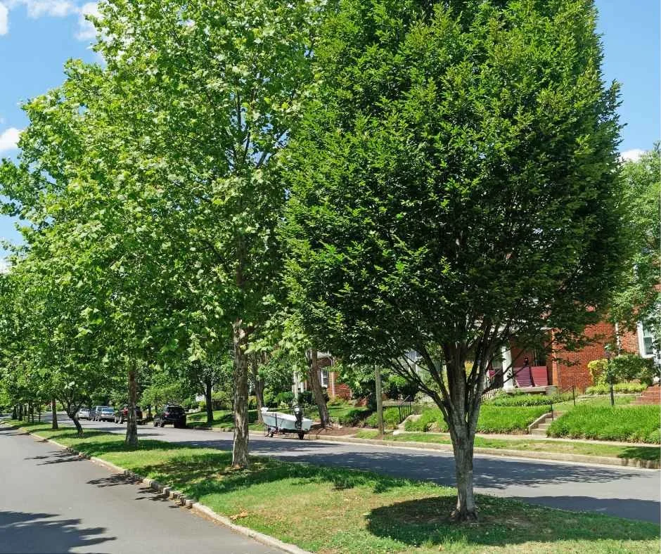 City of The Dalles Beautification Committee Offers Tree Planting Grants 