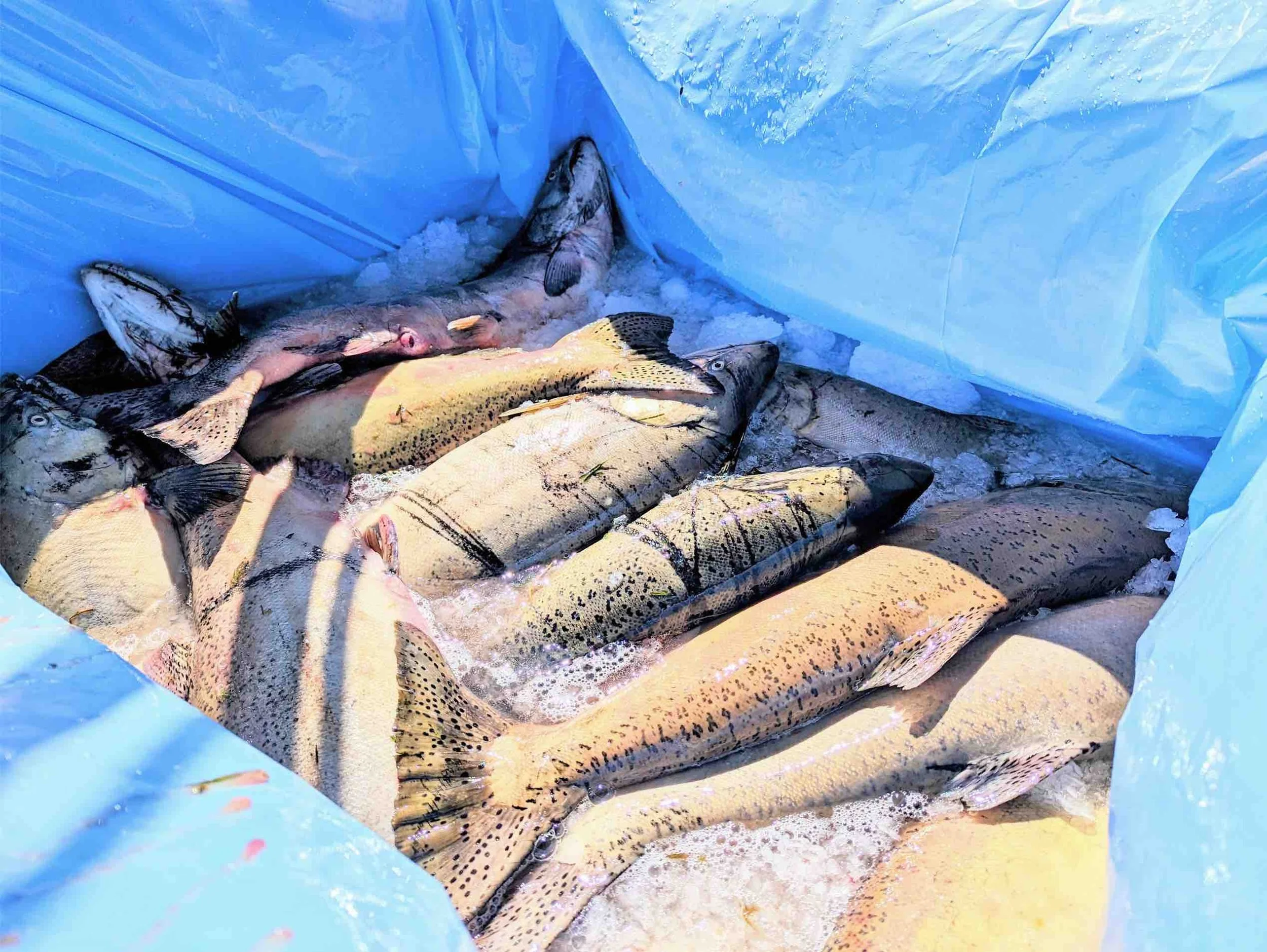gilmore fish 3.jpg