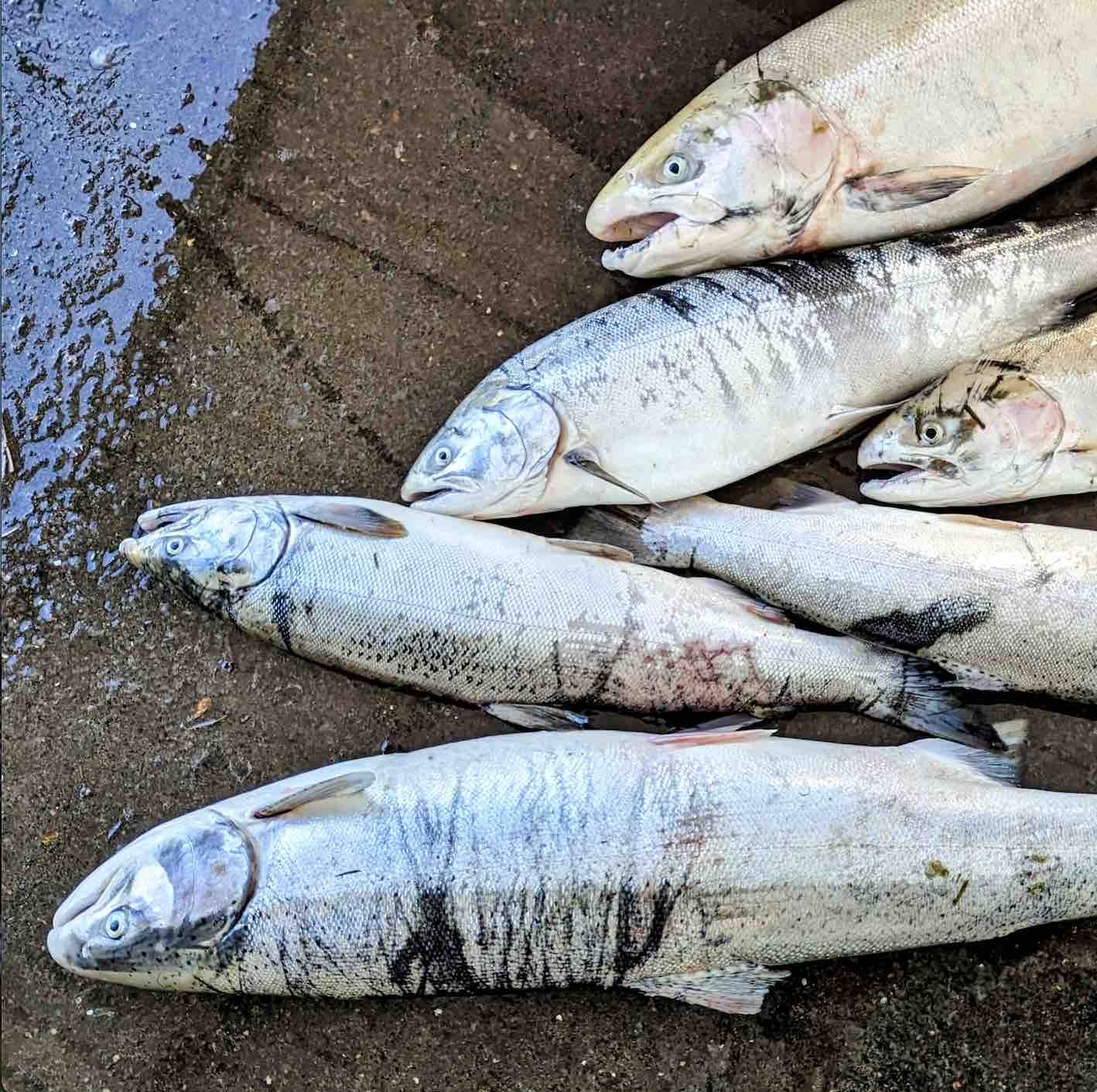 gilmore fish 6.jpg