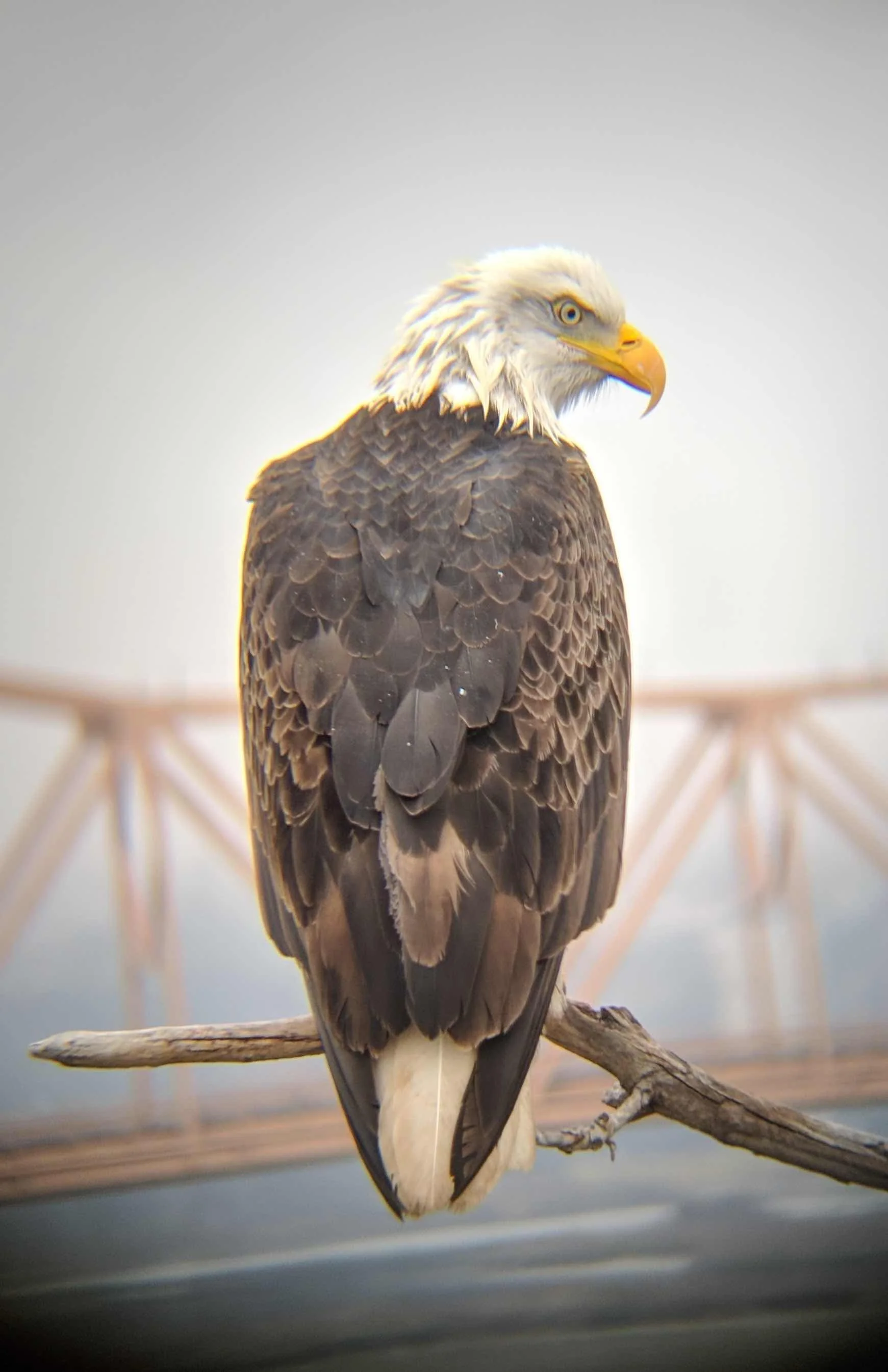 From Villain to Victor: History of the Bald Eagle Watch