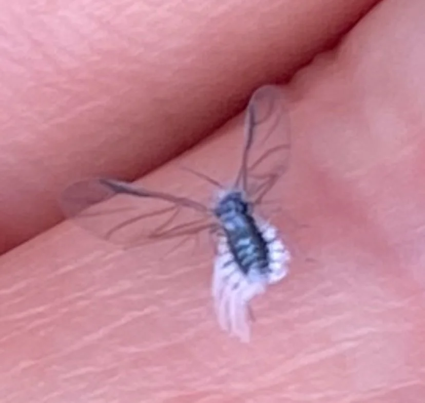 Gnatty Dread… ‘Tinker Bell’ Aphids - come by the mouthful to the Gorge