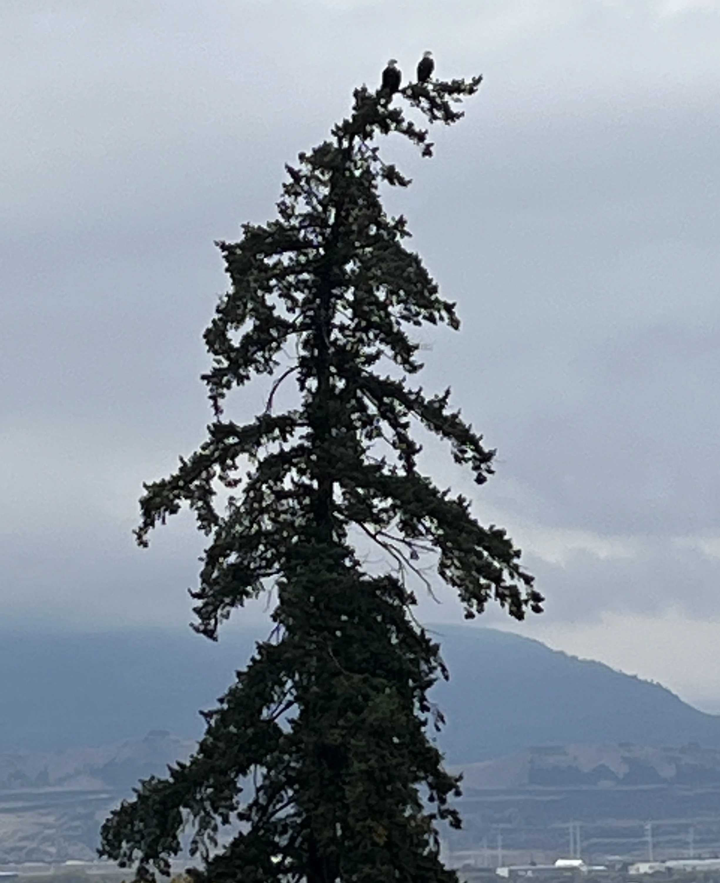 Local shoots the rare double eagle