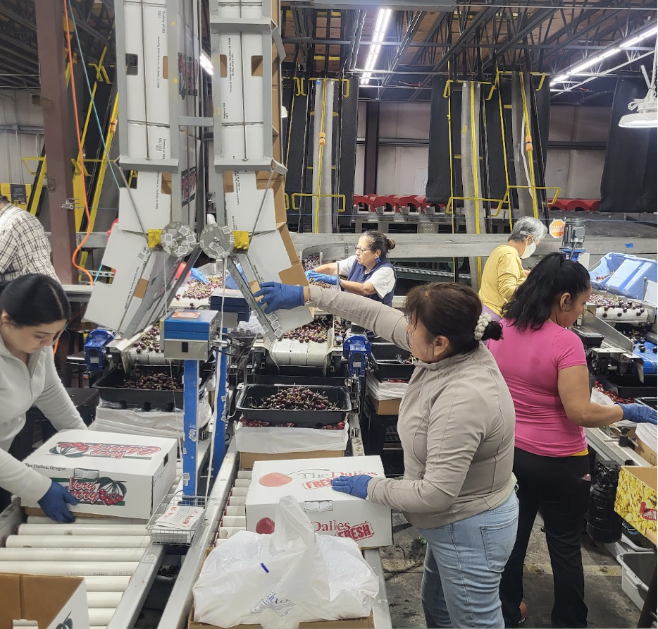 Processing to Fresh Precision: A Mid-Columbia Story of Fruit Innovation