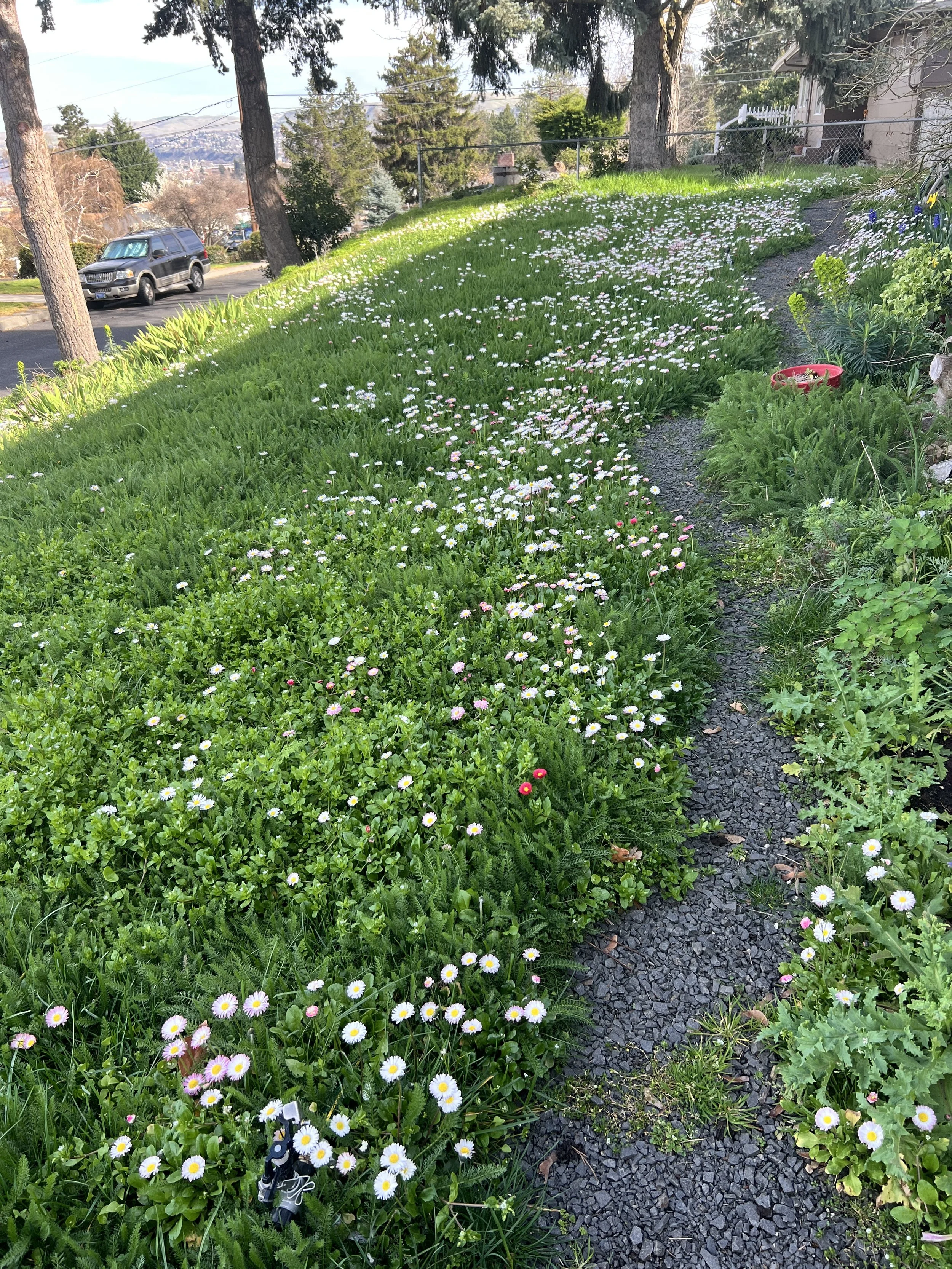 Laying Down The Lawn
