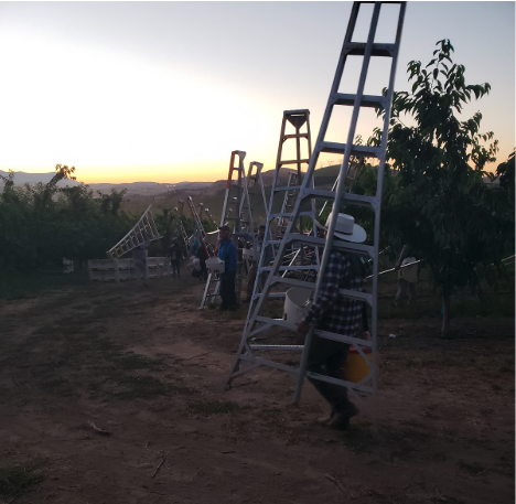 Climb a ladder to get the bigger picture on cherries
