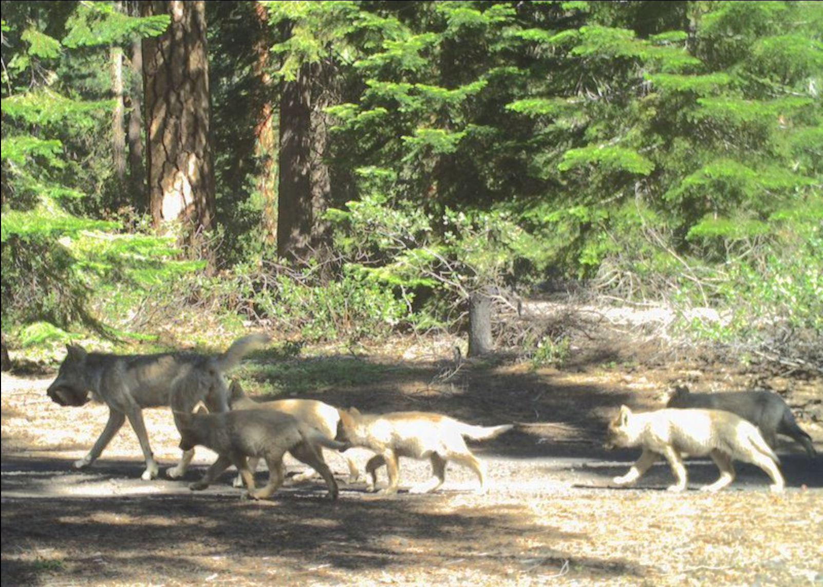 The complicated return of wolves to Oregon: Population growth brings new challenges