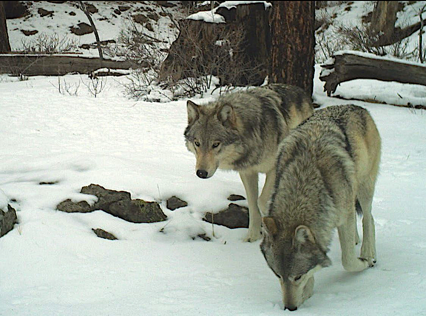As Oregon's wolf population grows, debate shifts to livestock losses and management 