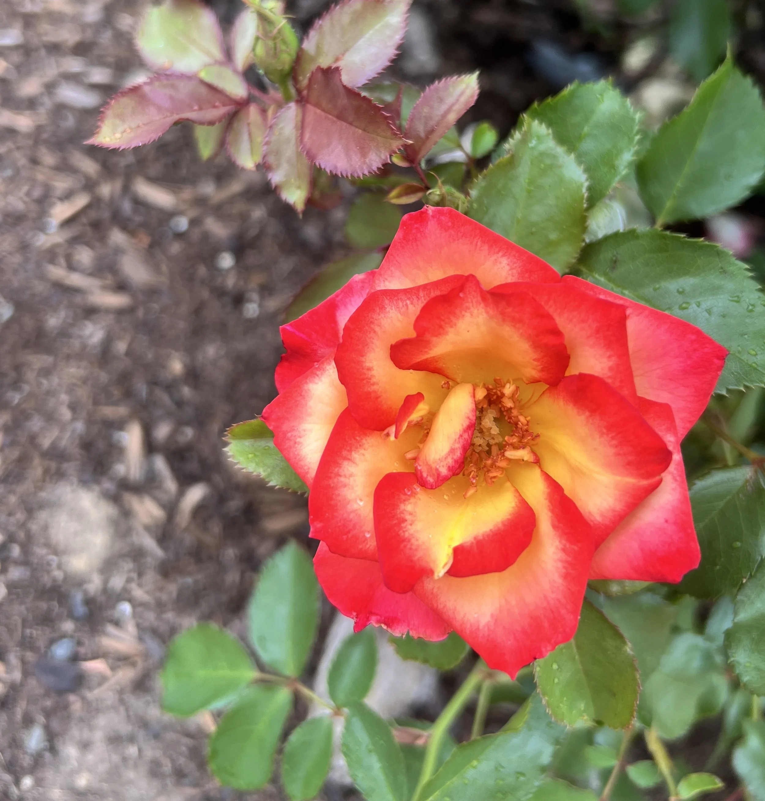 June's in Full Bloom at the Sorosis Rose Garden