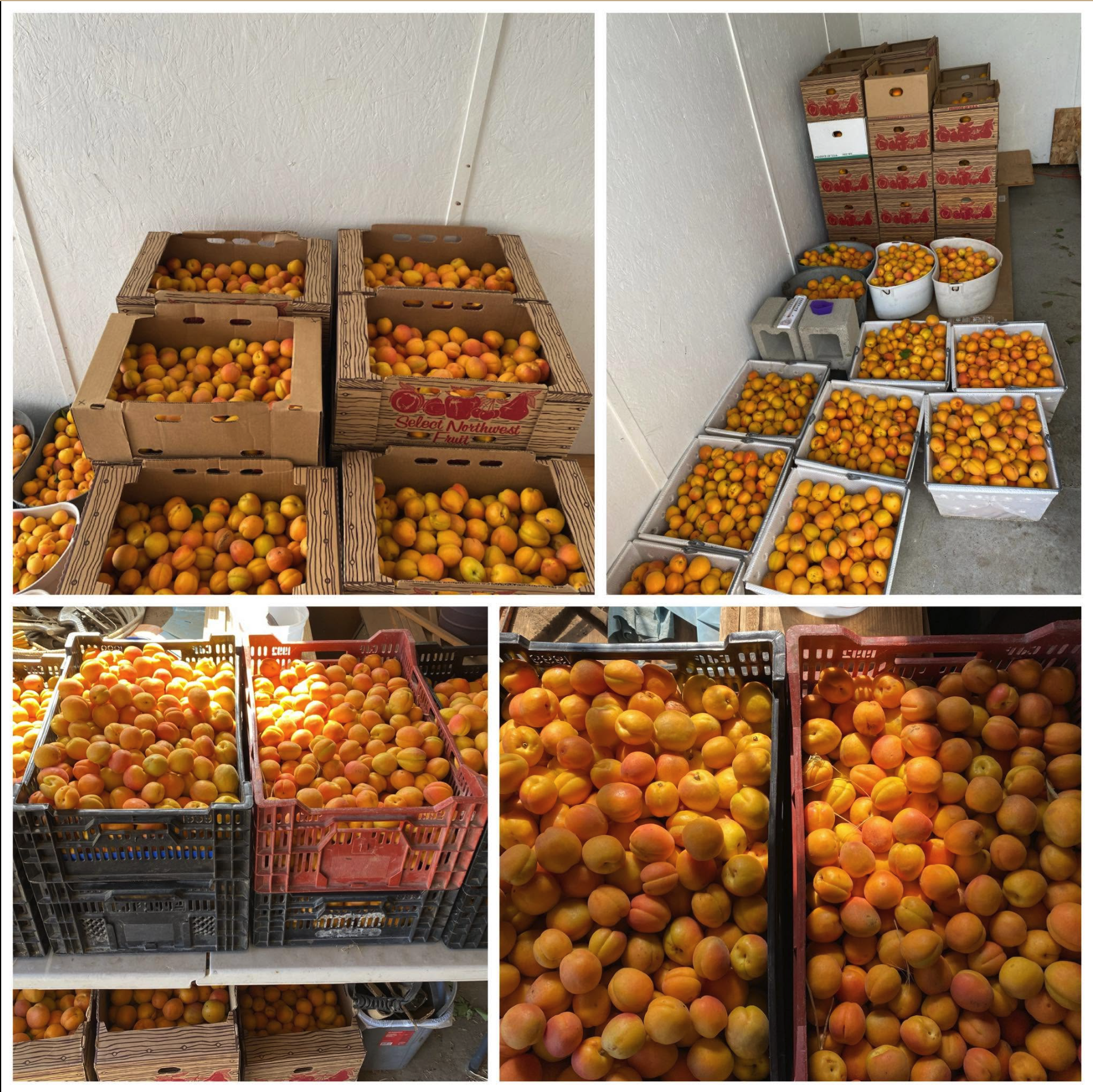 Gorge U-Pick Season in Full Swing: Here Come the Apricots