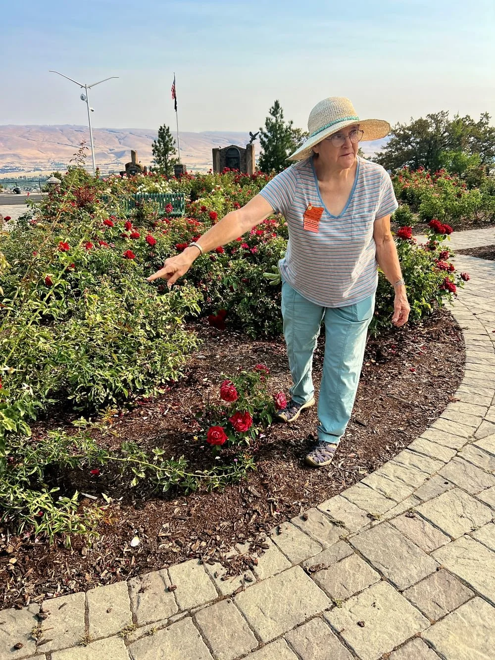 Free Rose Blossoms &amp; Cuttings at Sorosis Park this Saturday