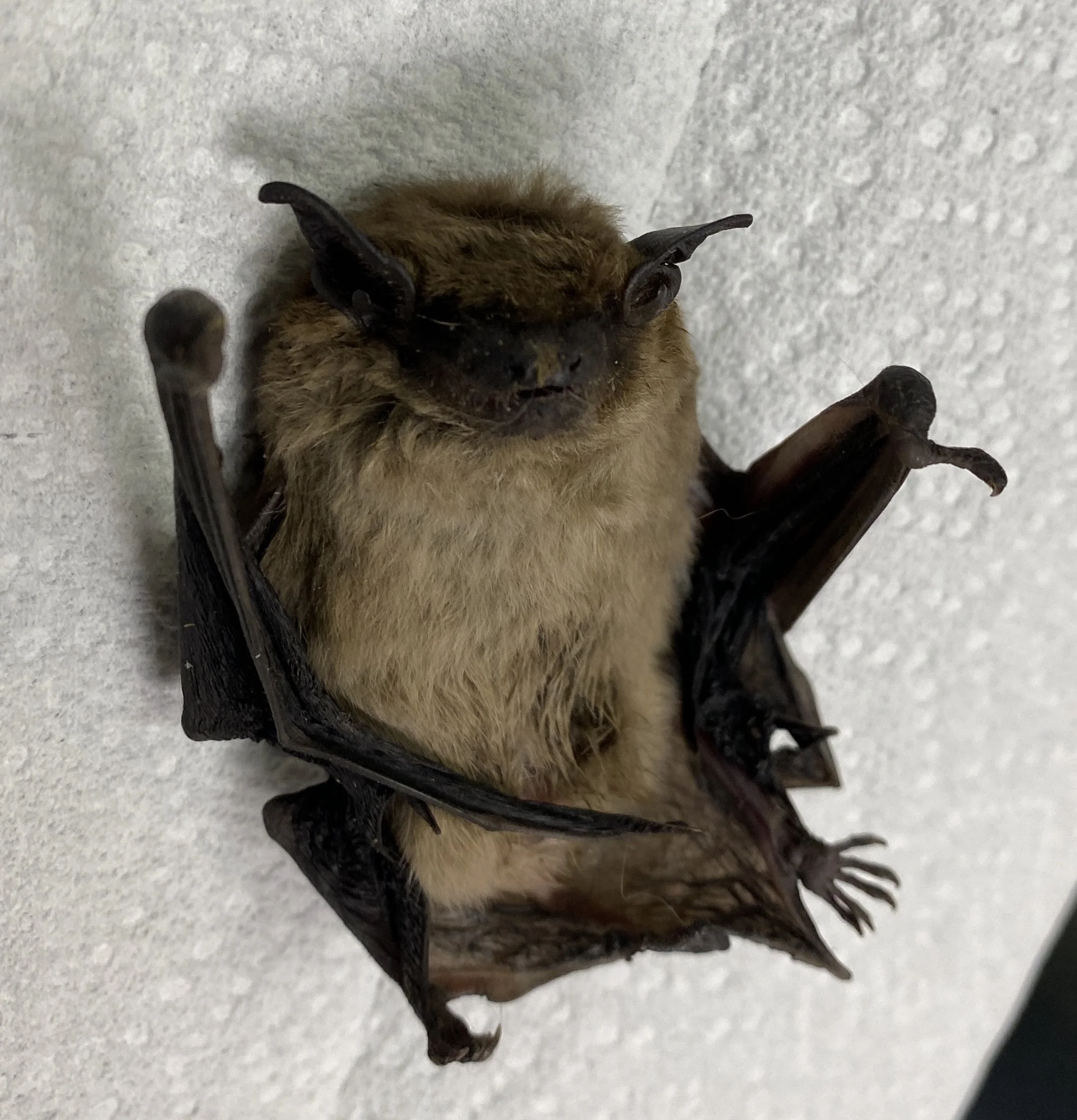 Unsuspecting man picks up garbage to receive bat bite in TD — Columbia Community Connection News