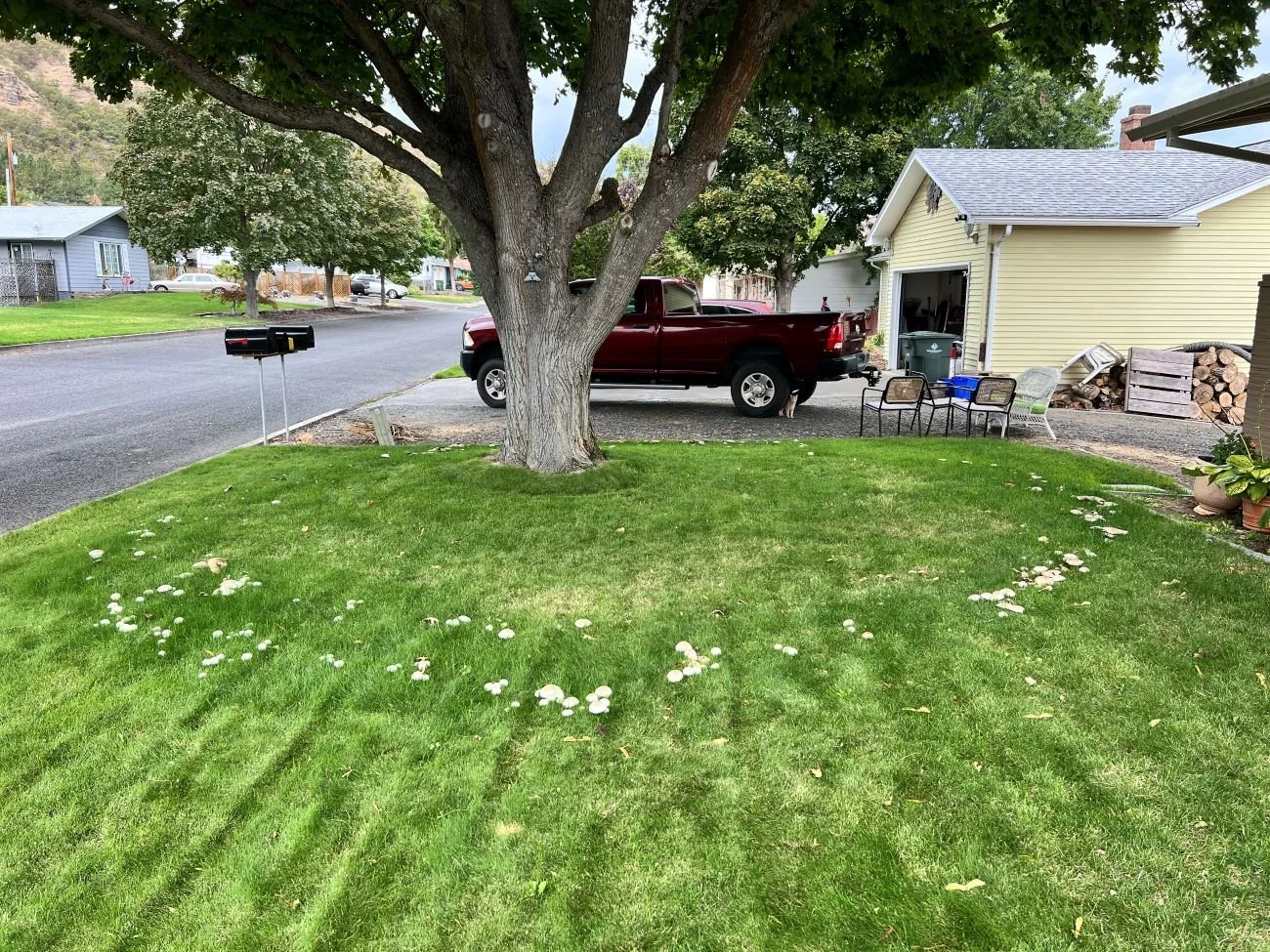 Mushrooms Invading Your Lawn?They’re Fairy Rings