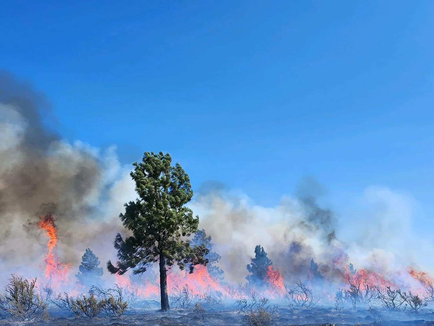 Fire Update Newell Road Fire at 59k+ acres, 40 Containment — Columbia