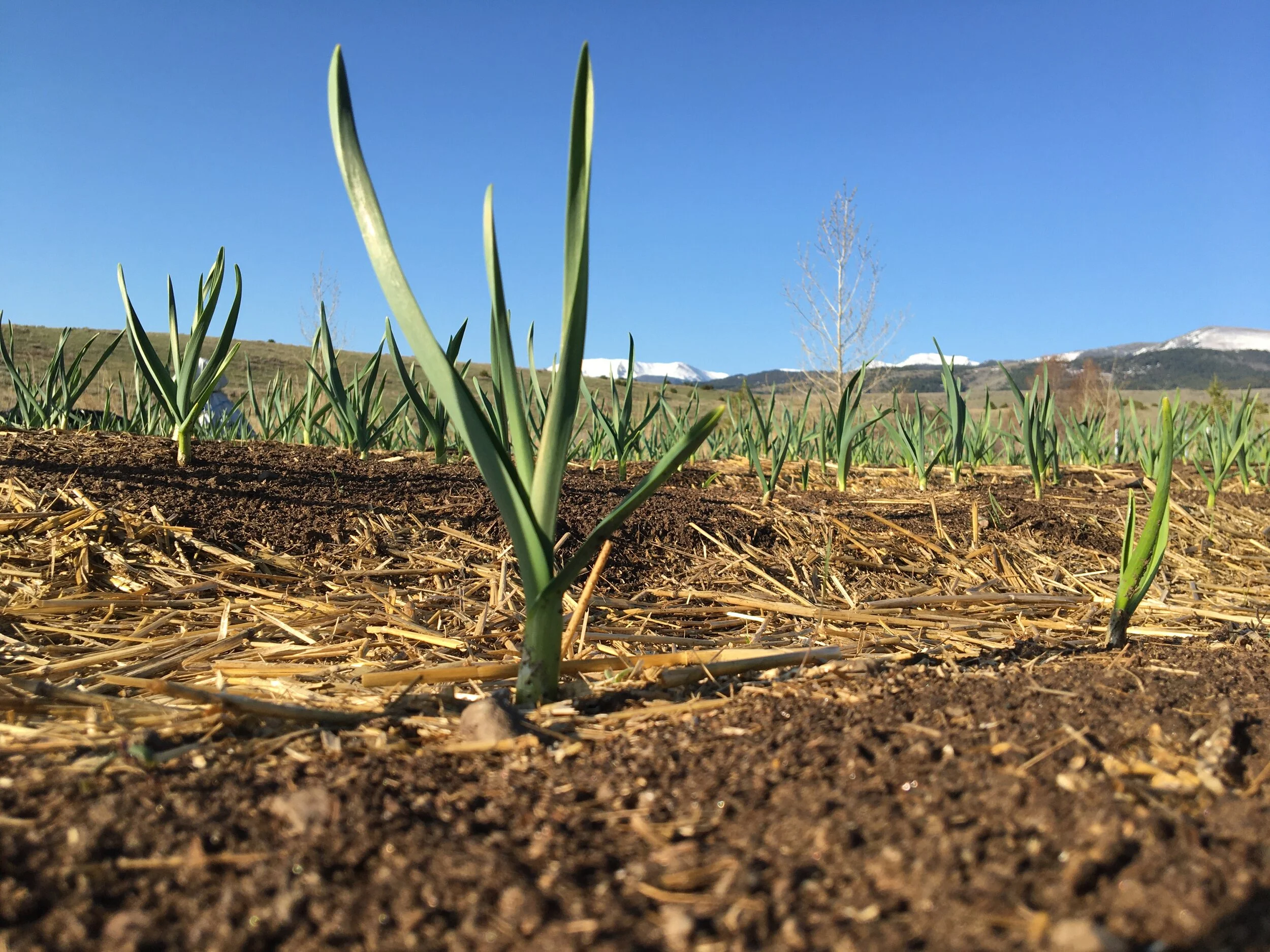 Rosewood garlic, mid-May