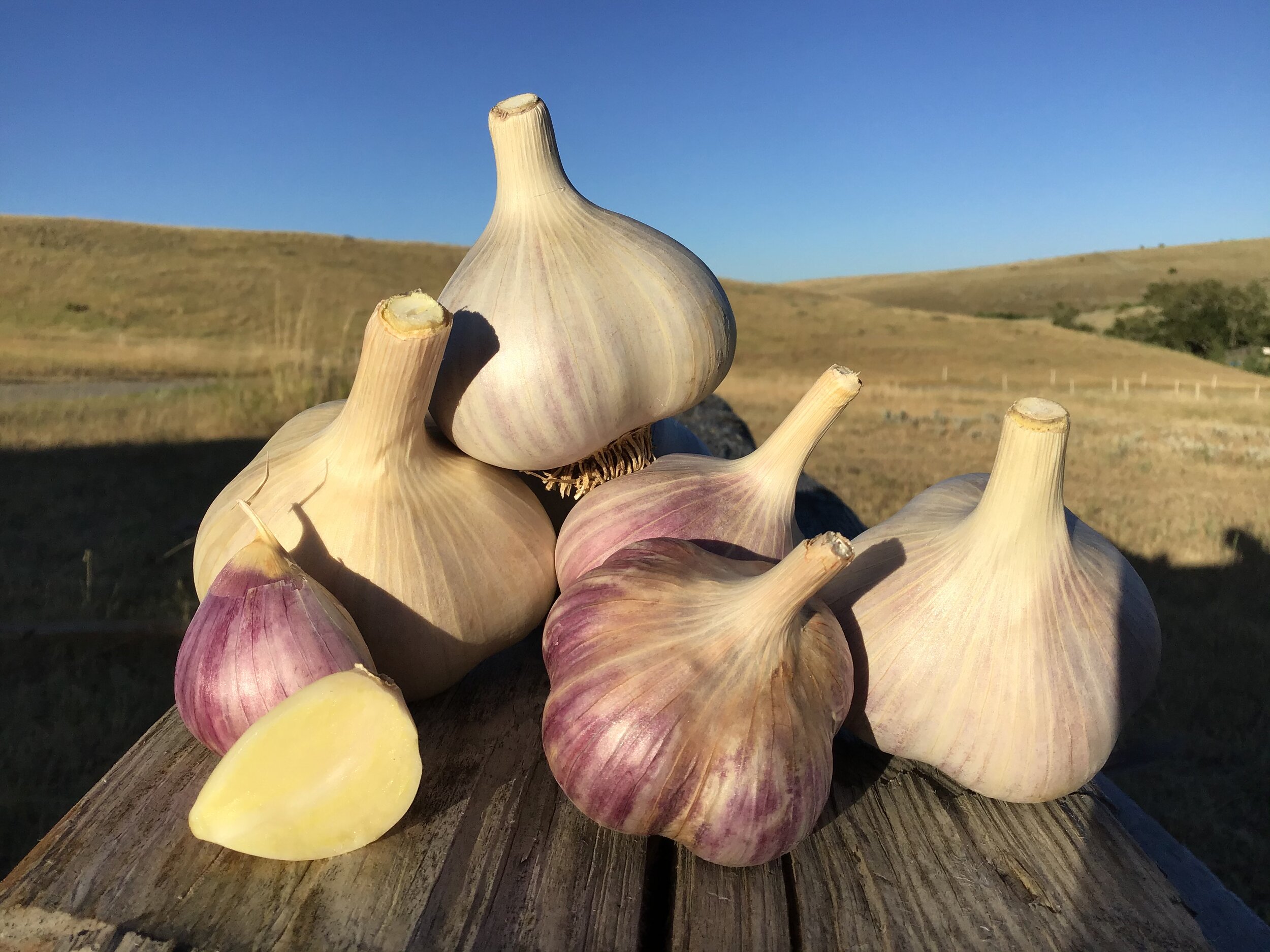 Antelope Creek Garlic naturally grown in Montana USA