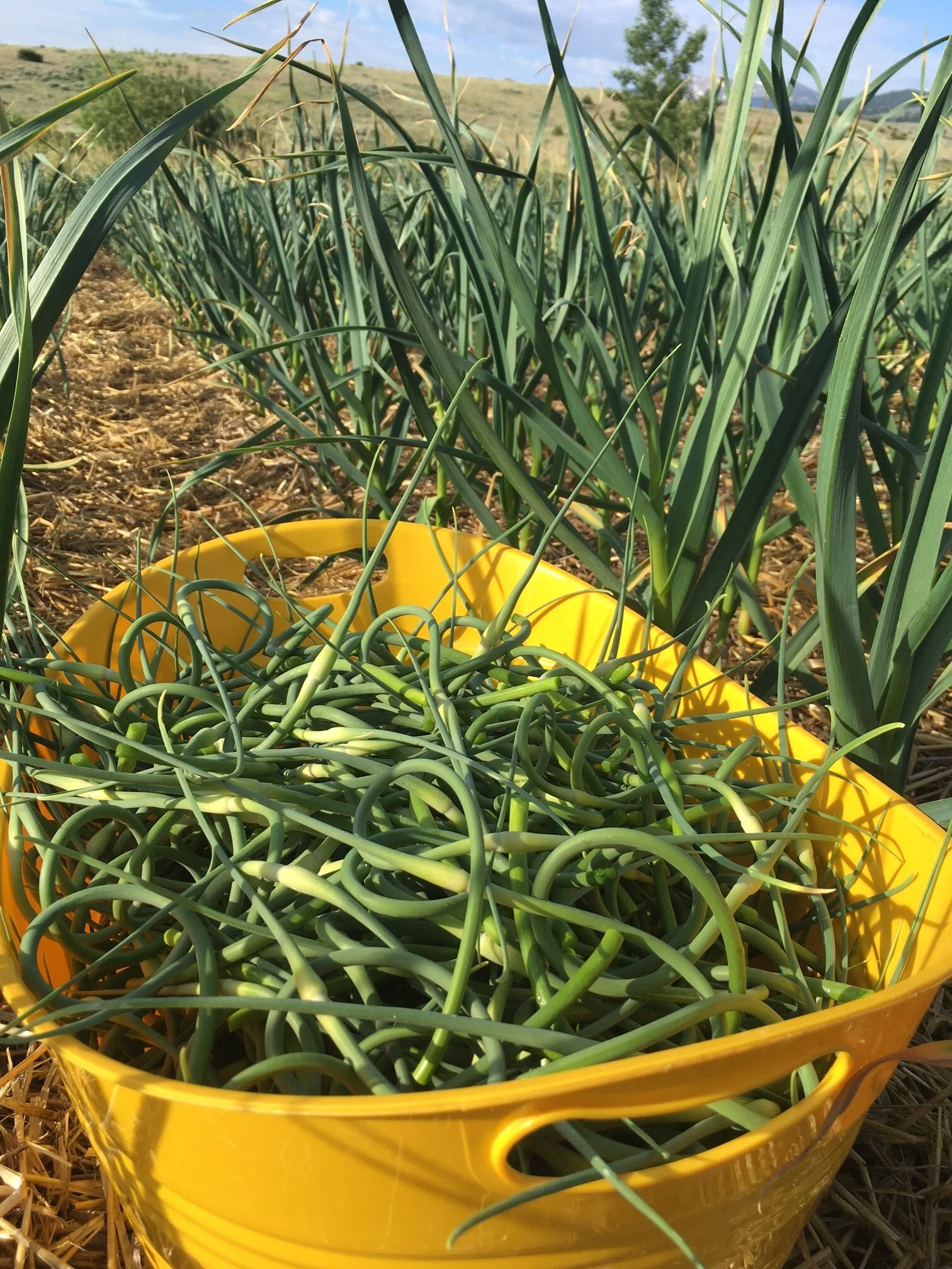 Harvesting scapes in June
