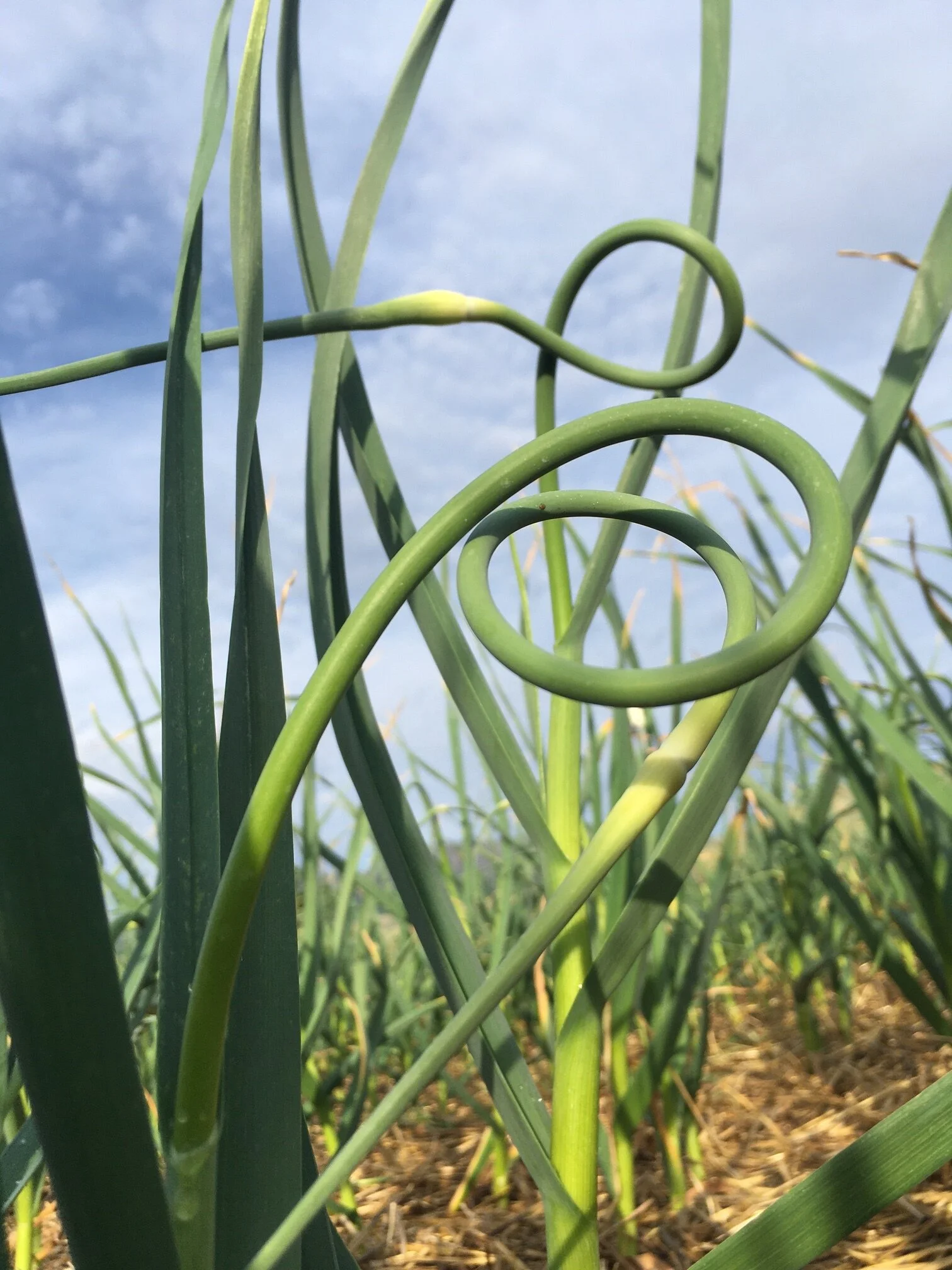 Scapes start appearing in mid-June