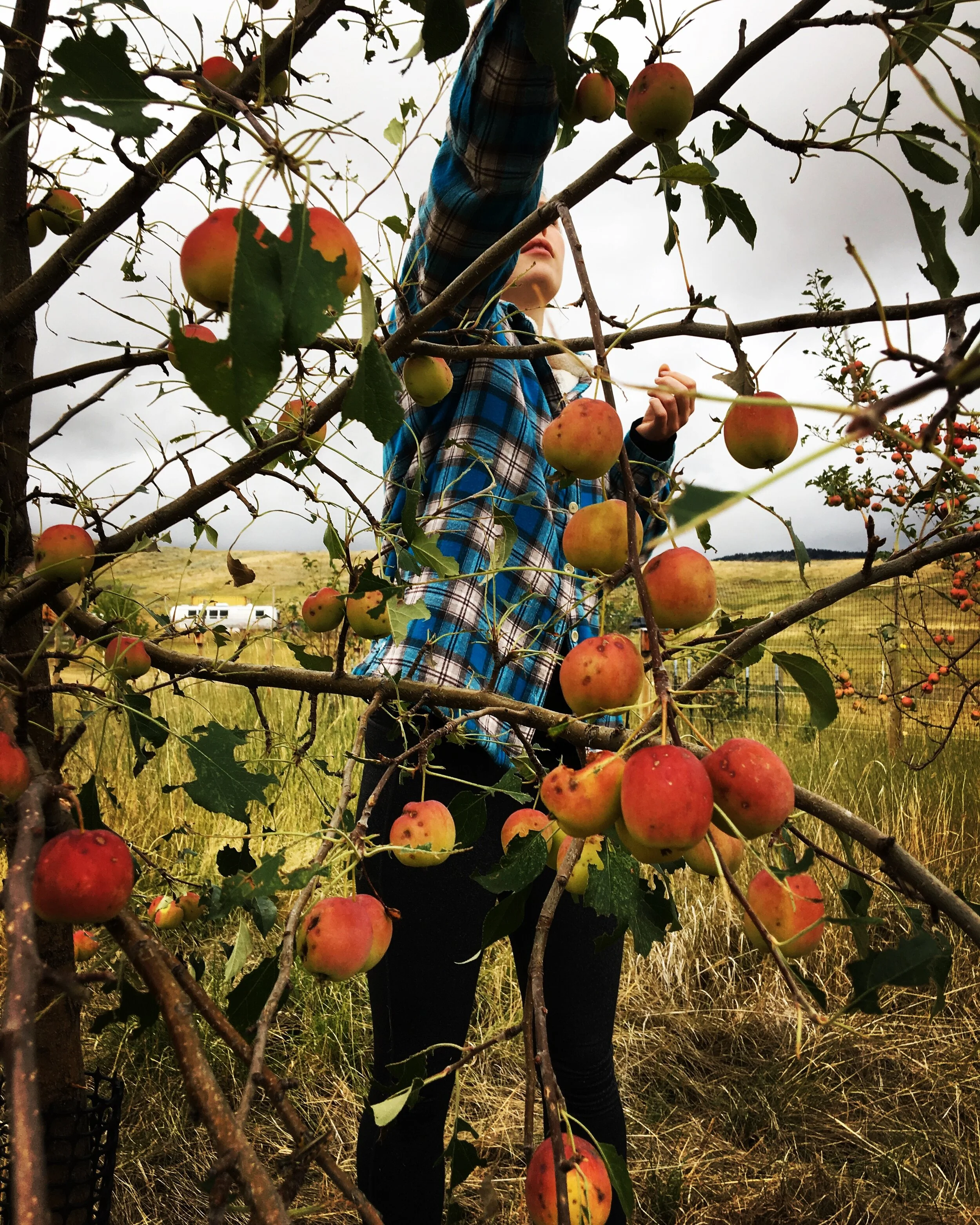 Rosie picking apples, September